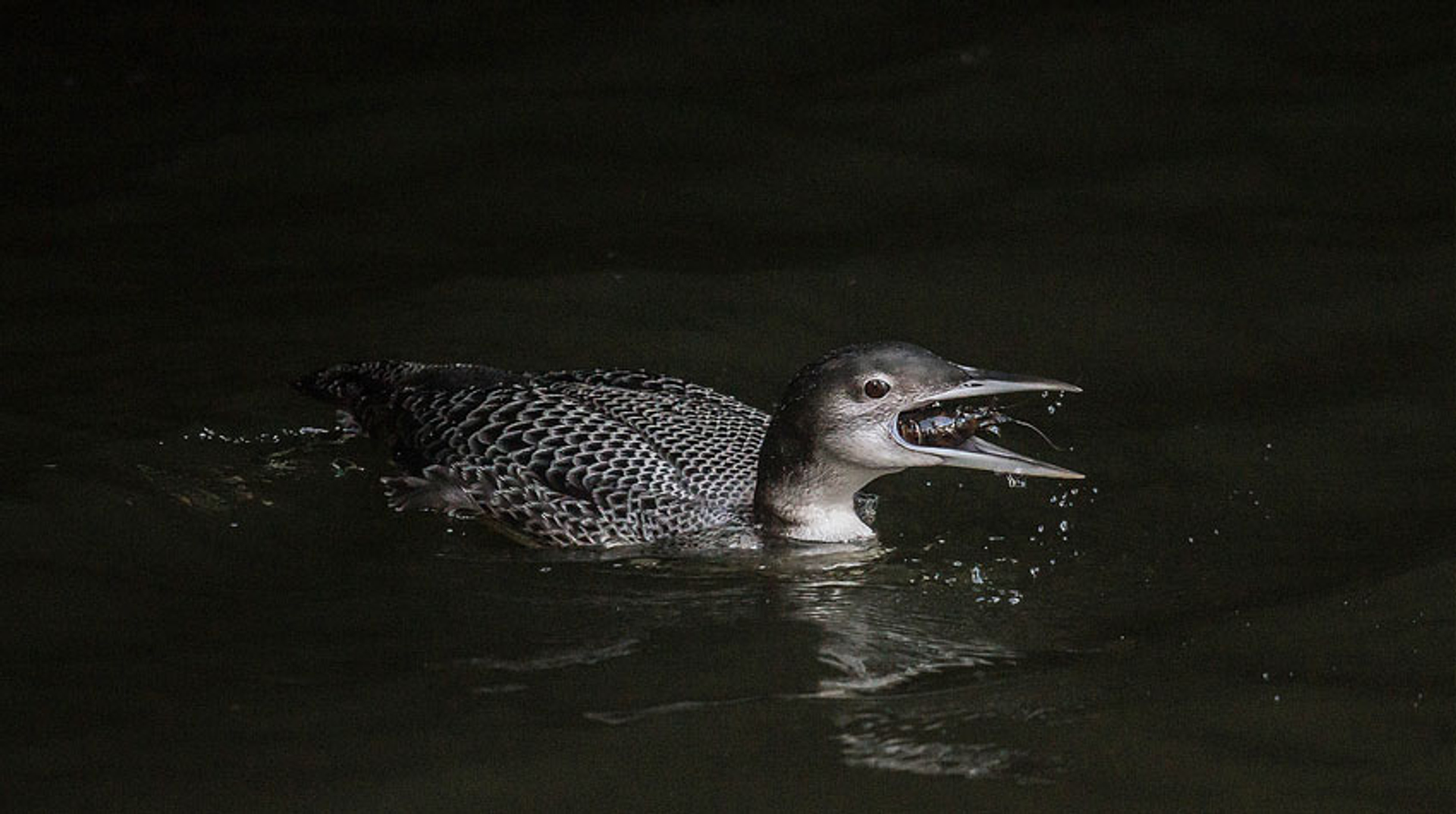 IJsduiker met rivierkreeft