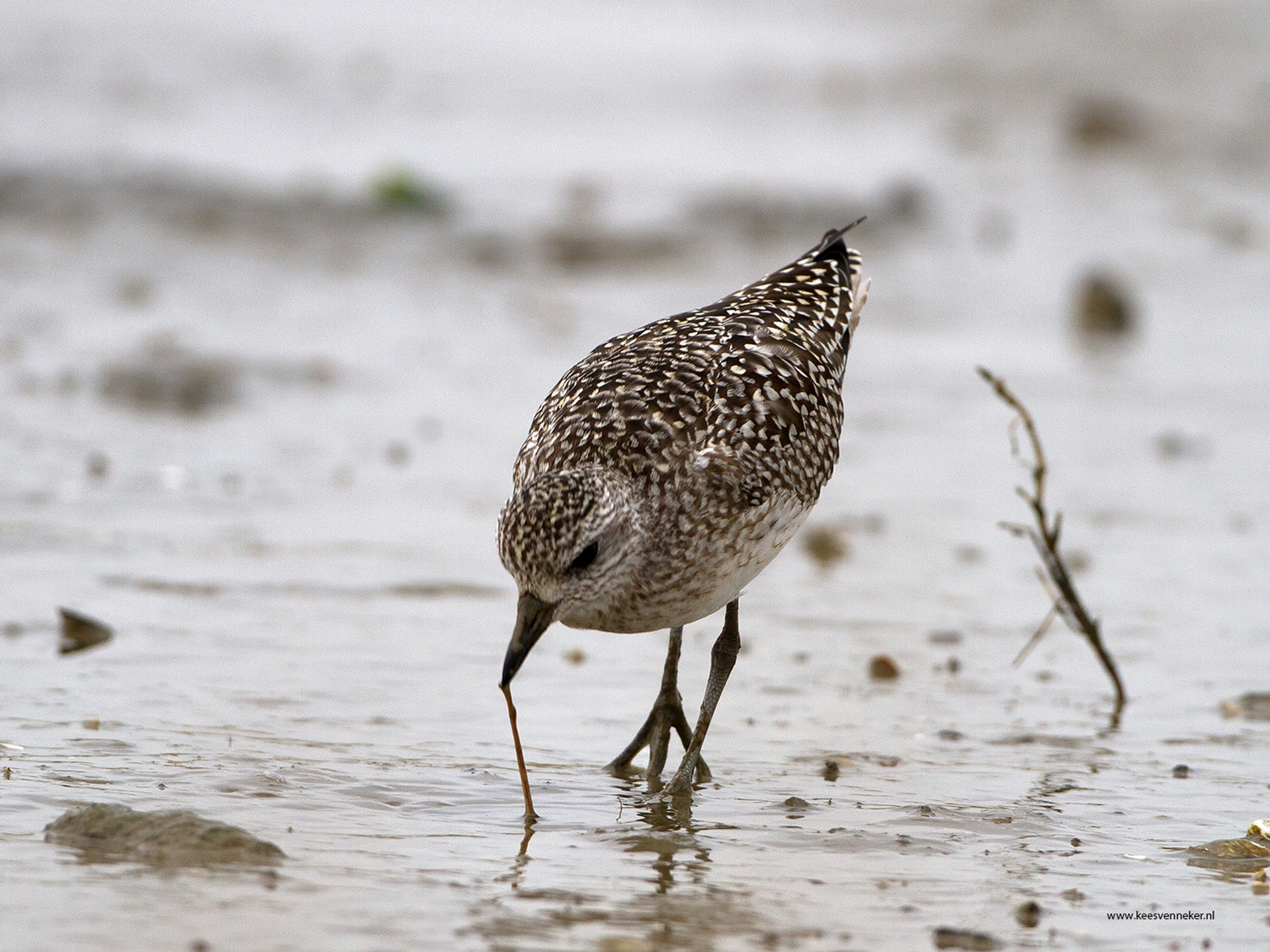 Afbeelding van ‘Surinaamse Wadden’ belangrijk voor steltlopers