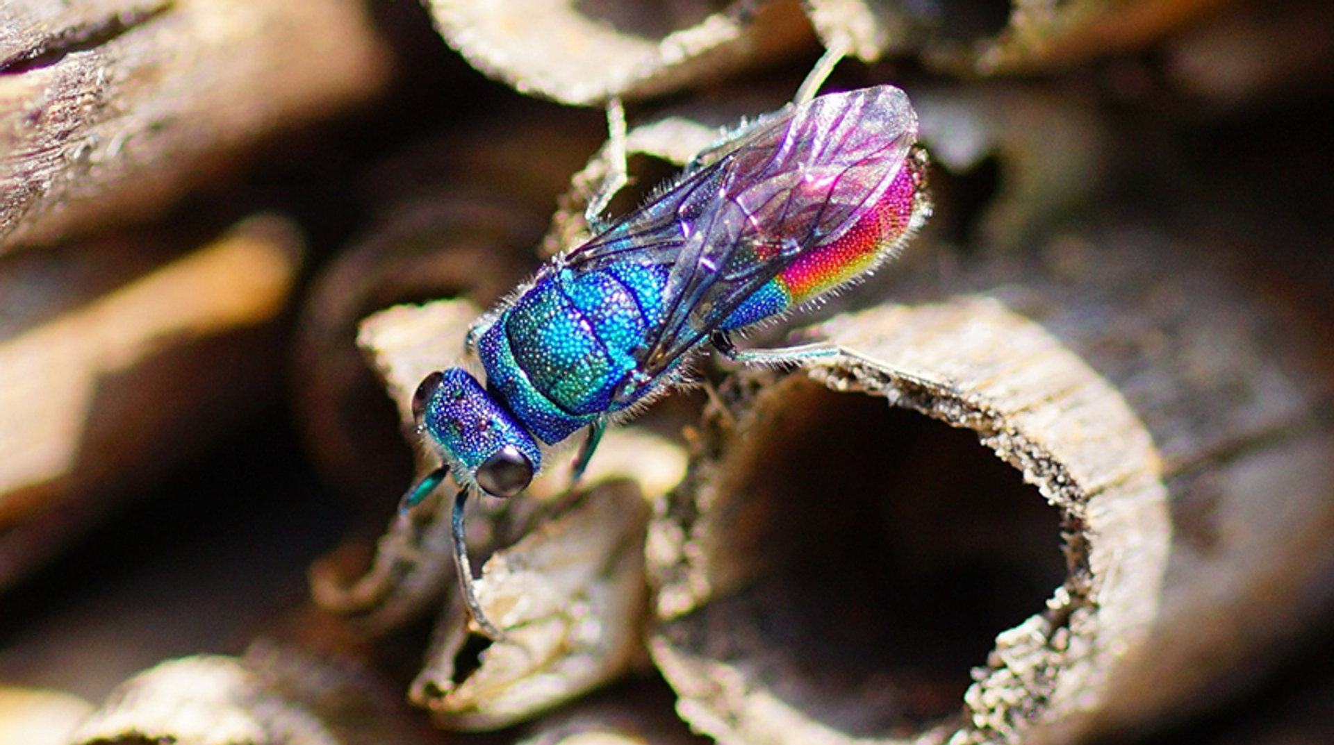 goudwesp_insectenhotel_1968Tj