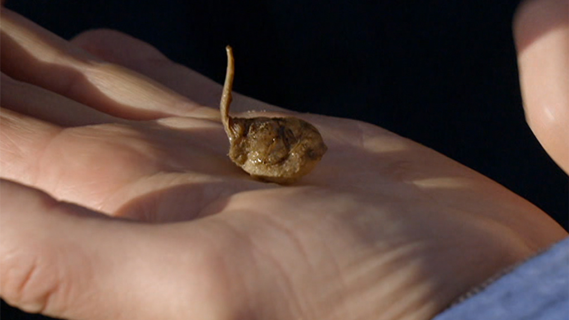 cocon_spinnendewatertor_vroegevogels