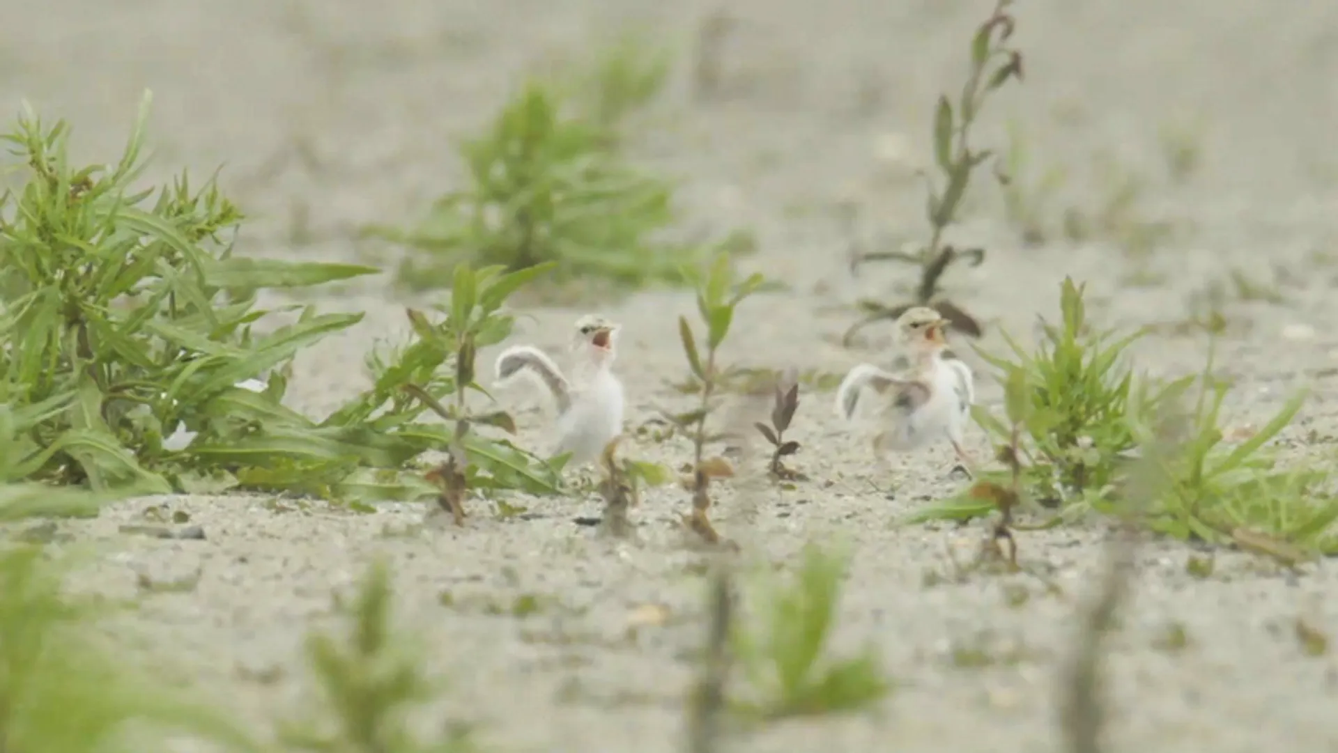 Talloze plevieren en dwergsterns op het Markermeer - Vroege Vogels