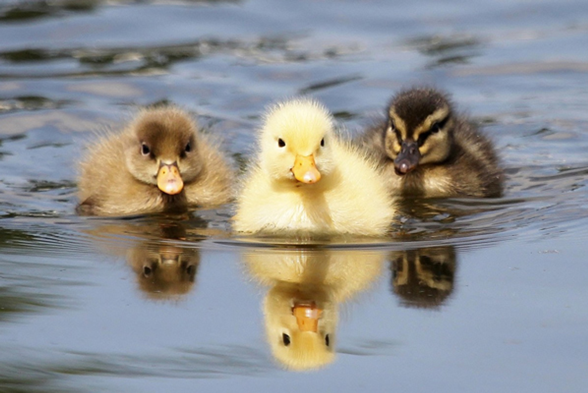 lief9