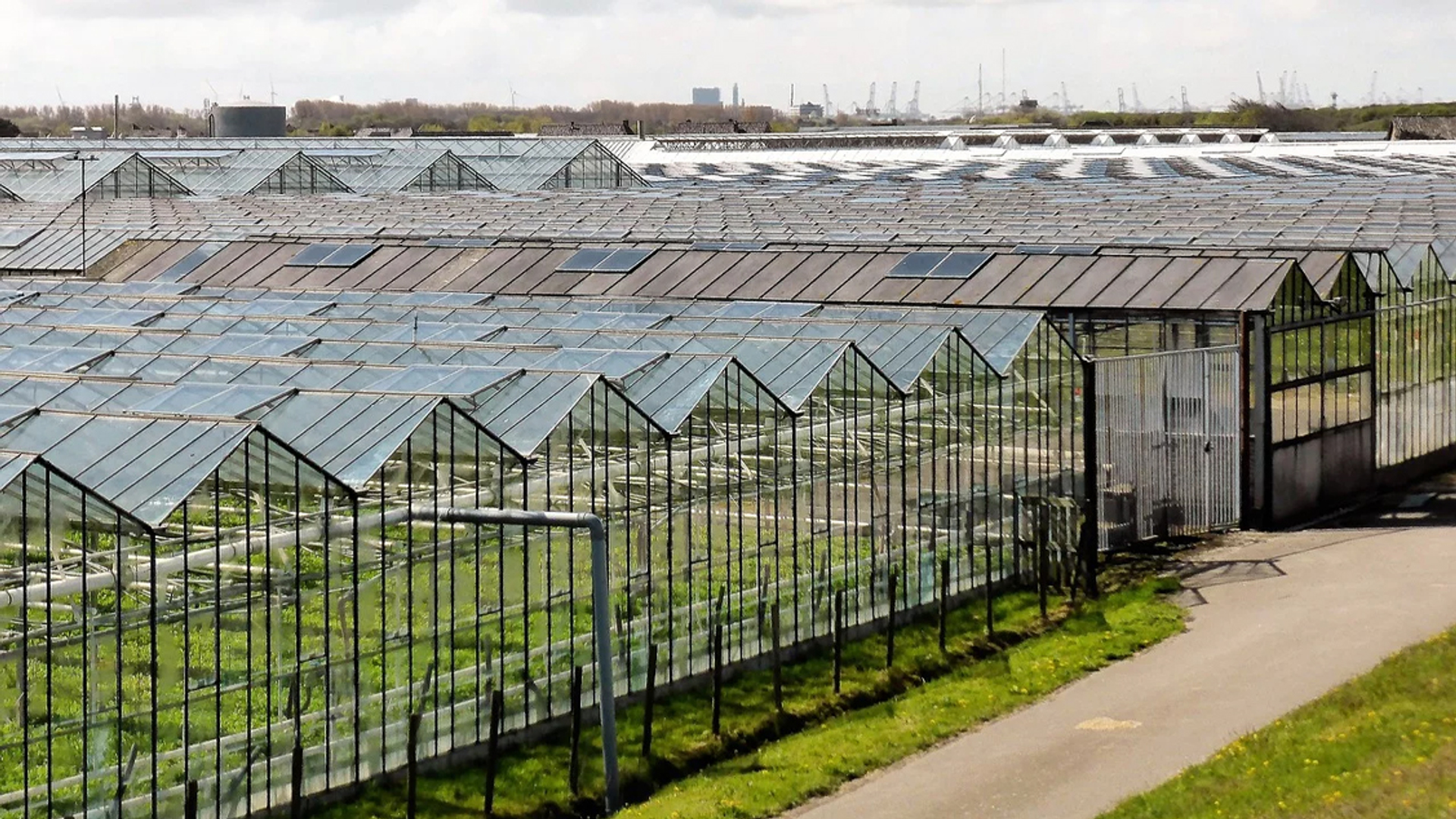 Afbeelding van Bloementelers vaak in de fout met bestrijdingsmiddelen