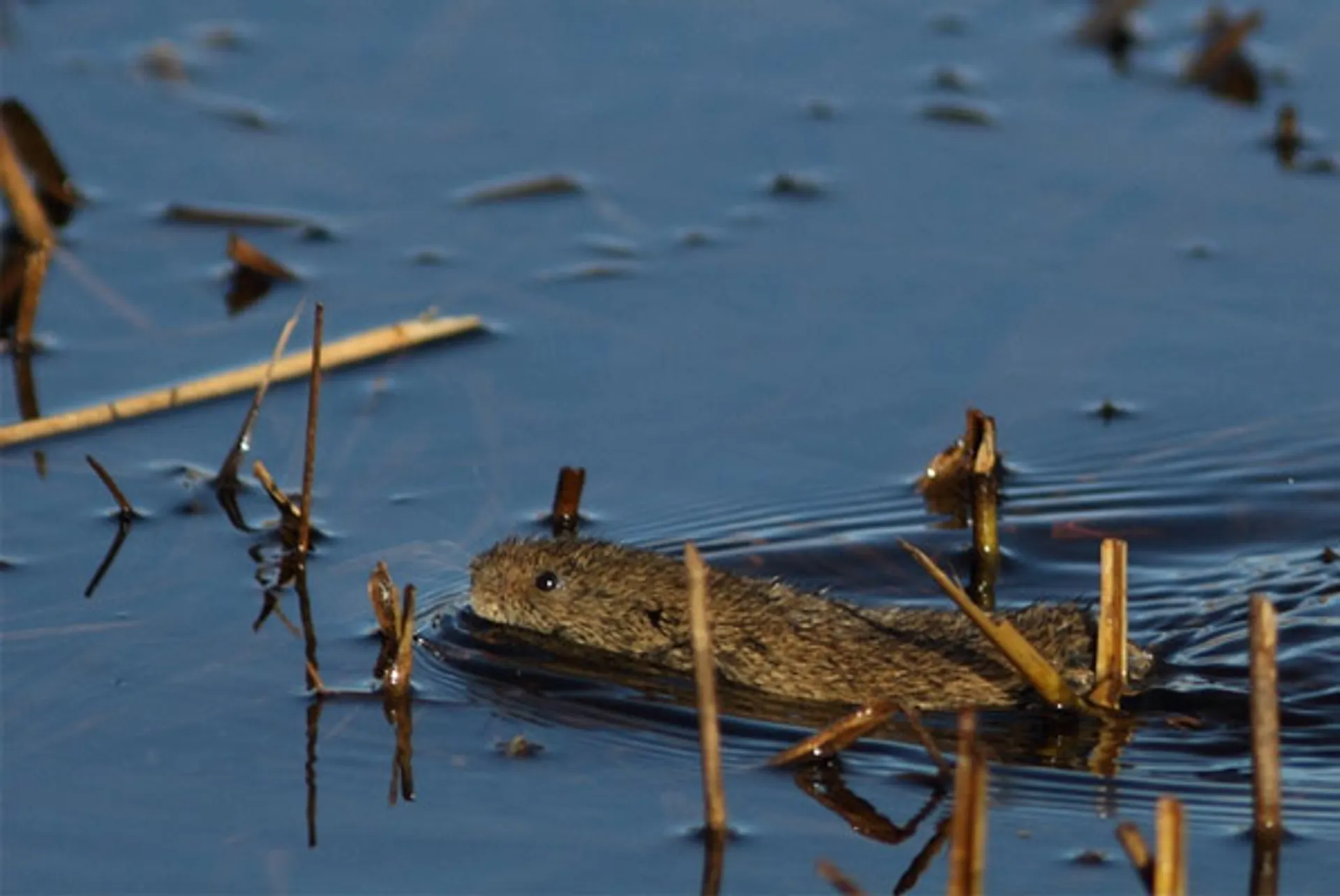 woelmuis