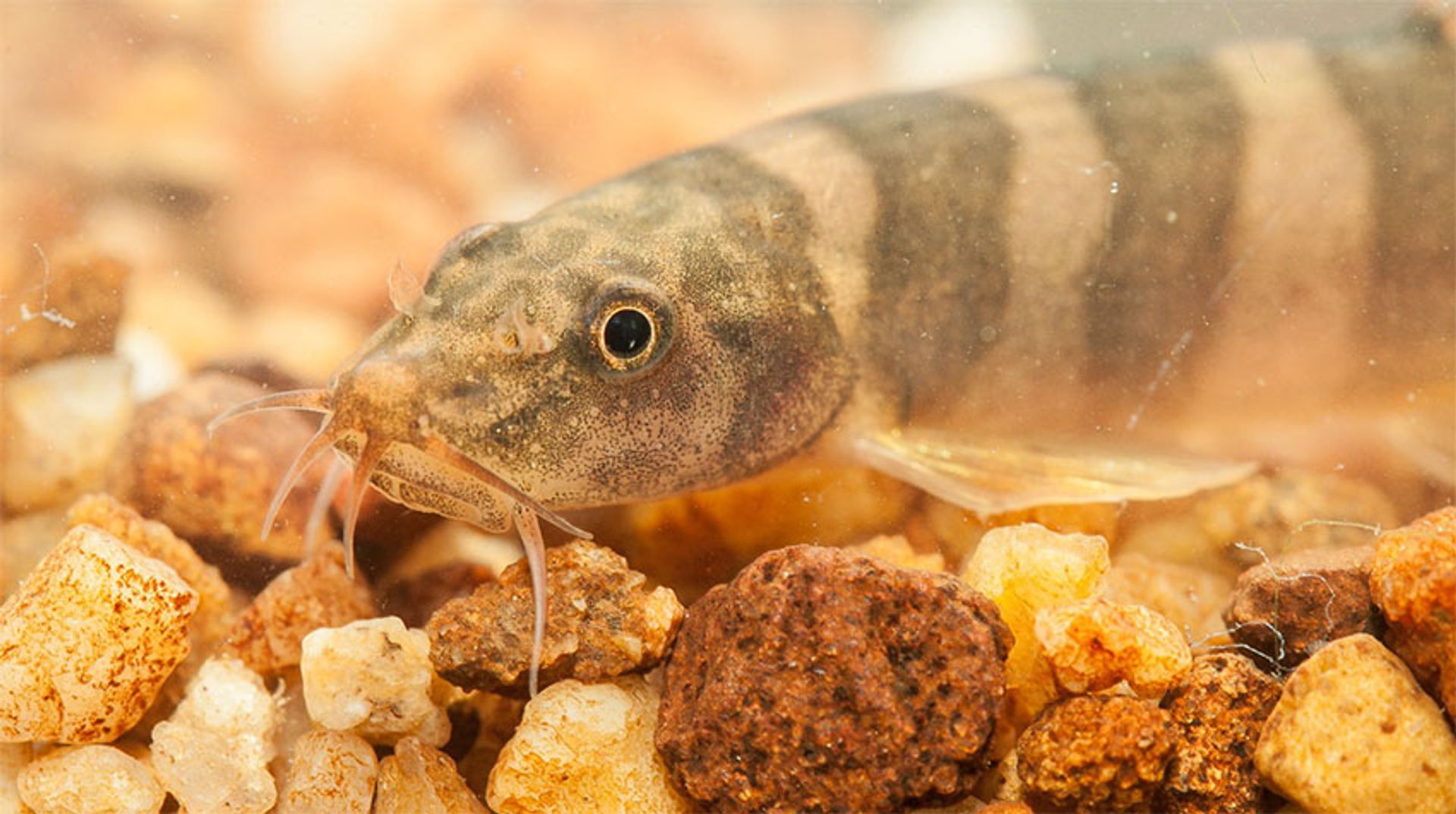 Schistura kampucheensis