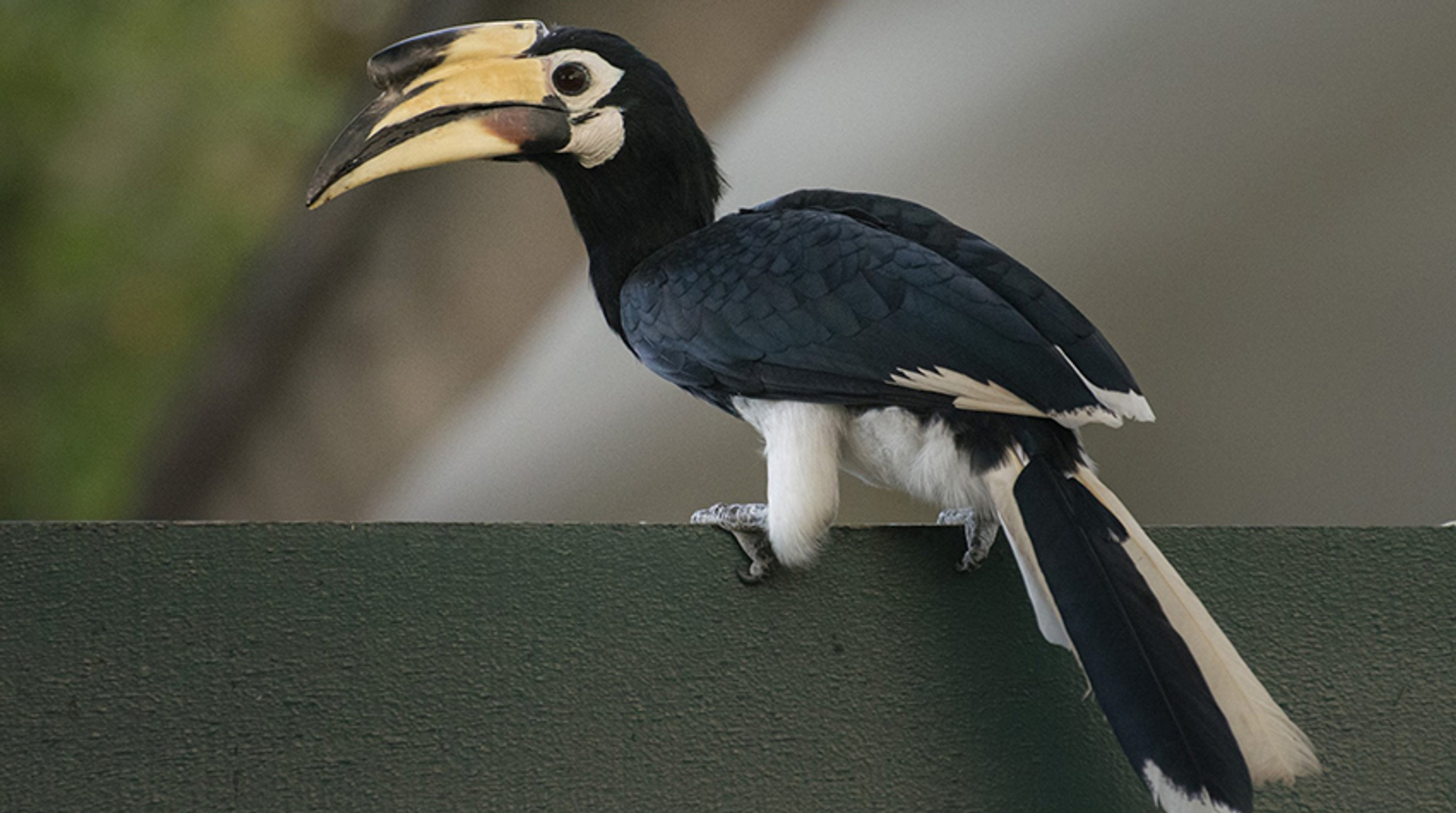 Bonte neushoornvogel vrouwtje