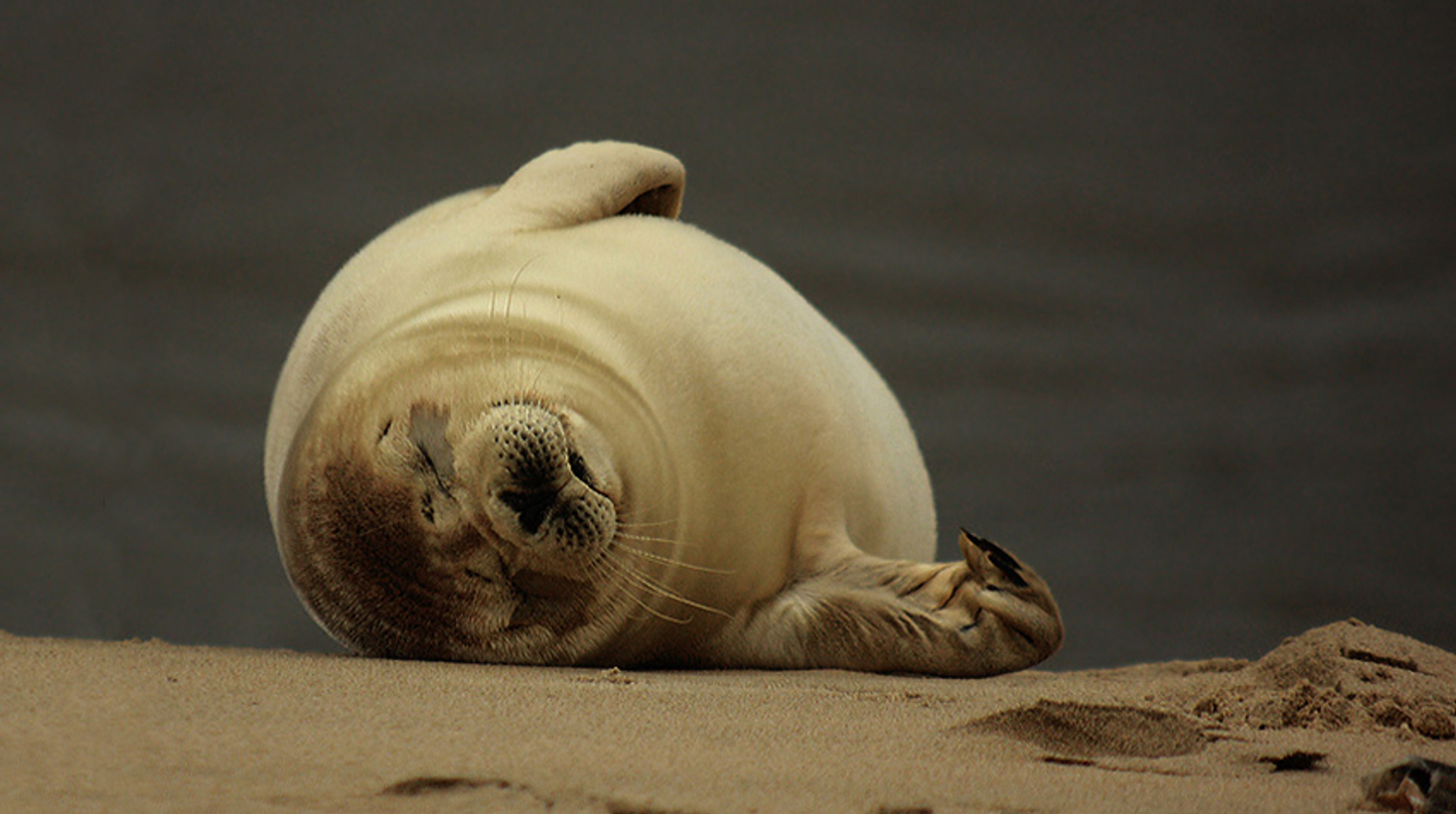 zeehond_-andreaolthof