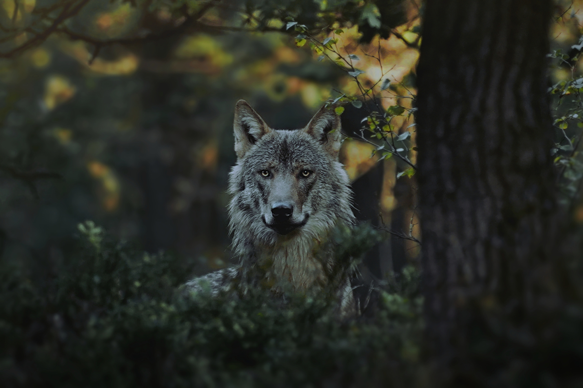 Afbeelding van Aanval wolf op dwergpoedel 'verontrustend'