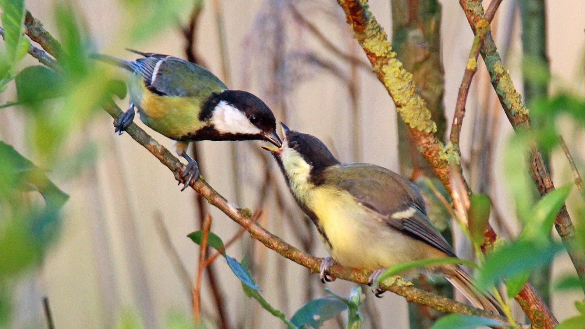 Afbeelding van Minder gebroken pootjes bij jonge vogels op de Ginkel door schelpgruis