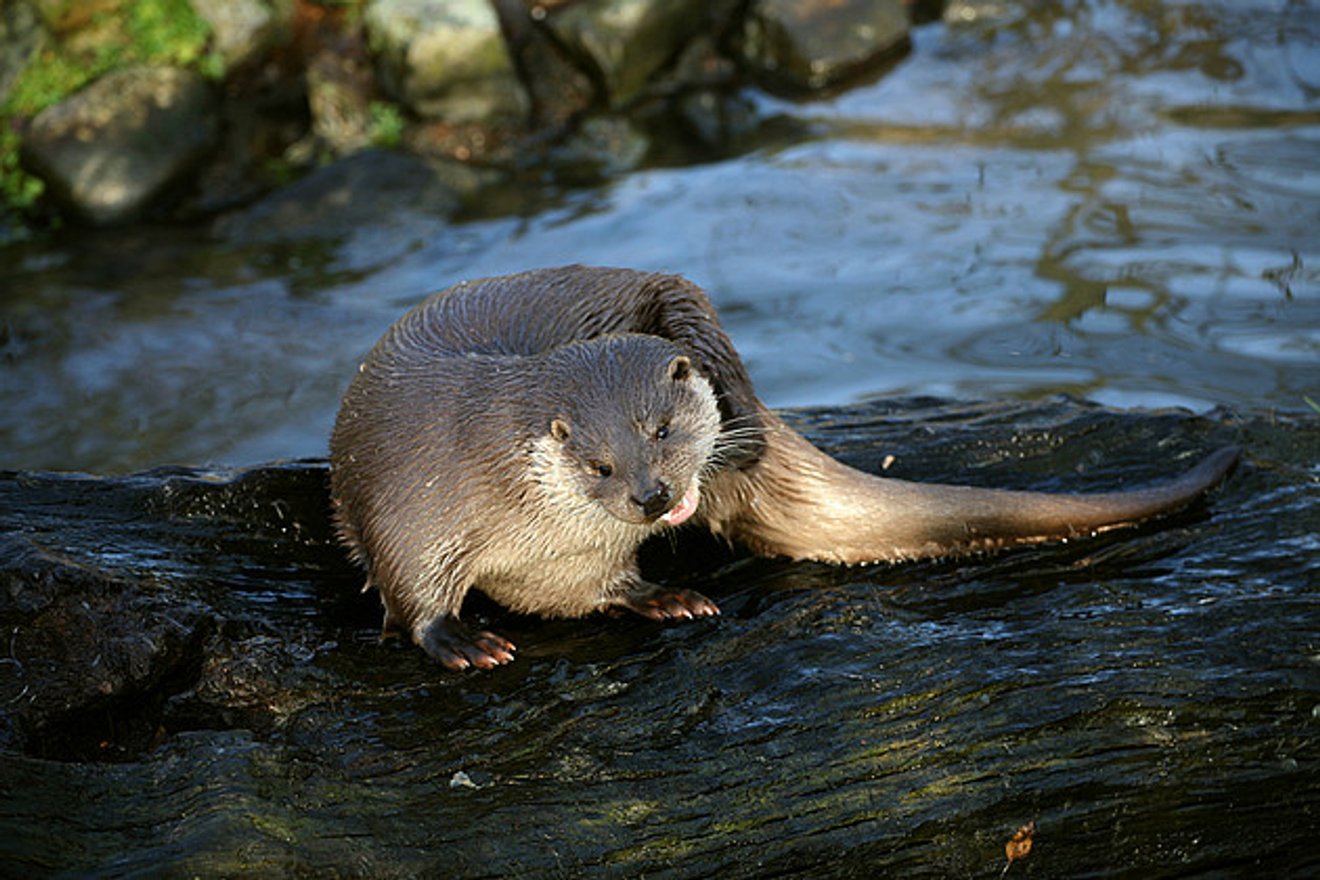 Otter