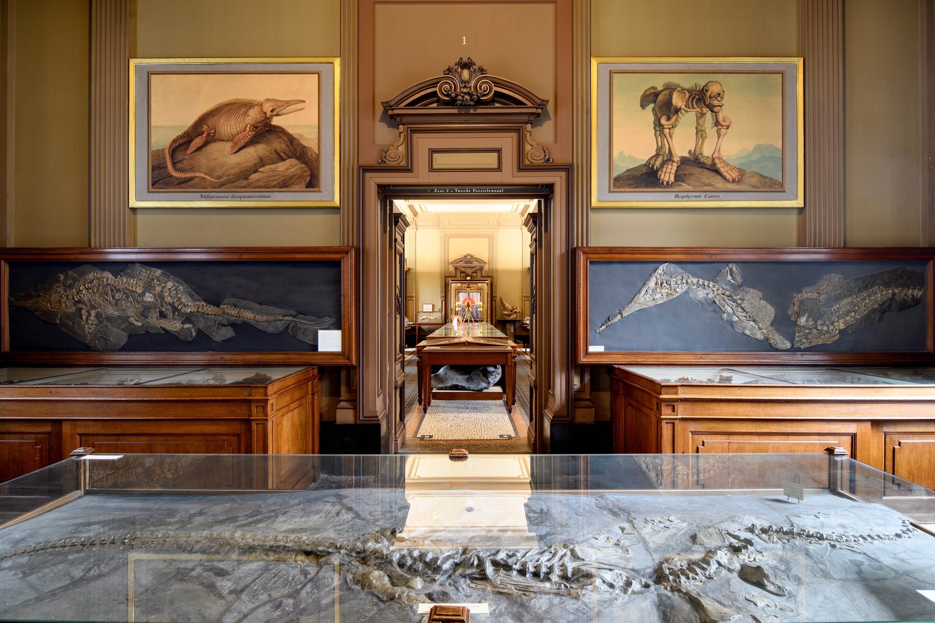 Fossielen in Teylers Museum