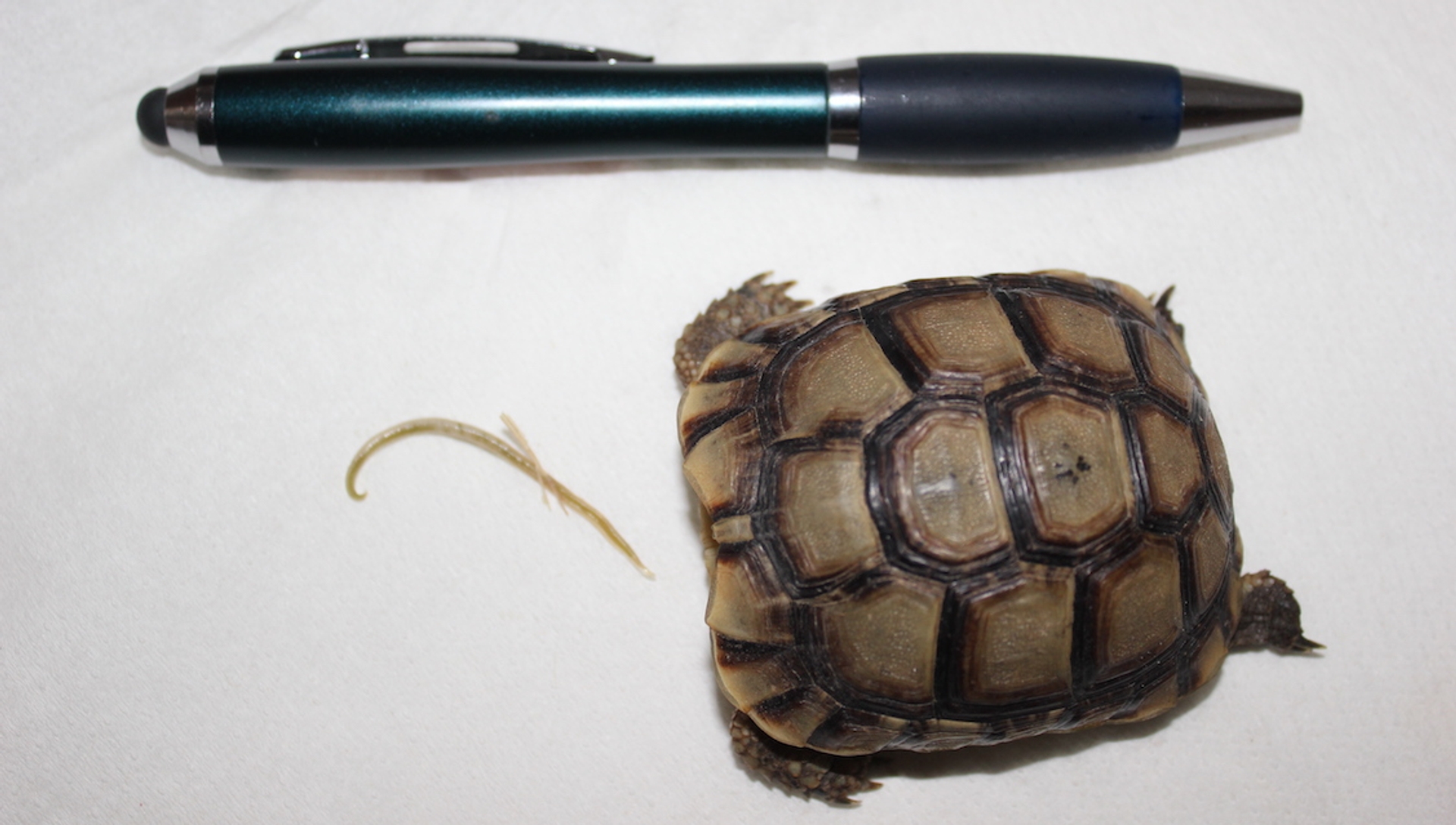 Gestorven baby schildpad met pen als referentie Faunawatch