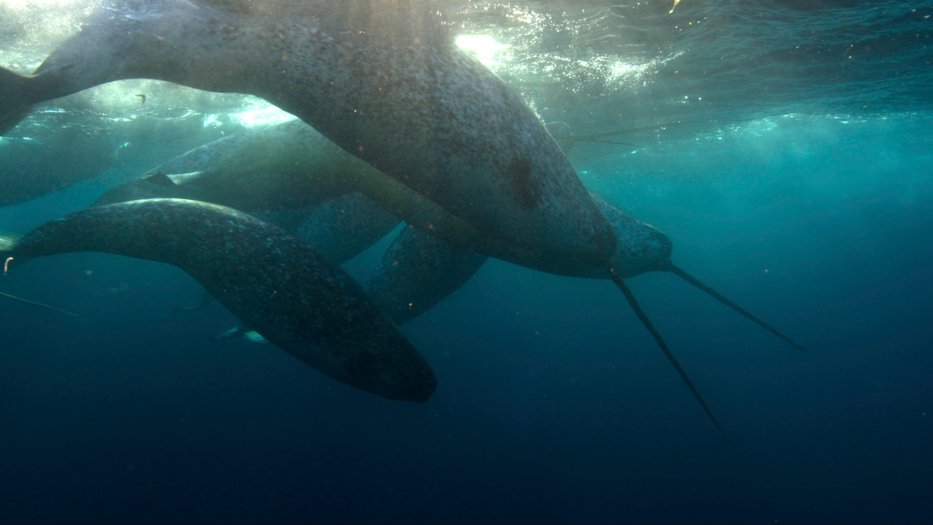 Niet hergebruiken - narwal WWF