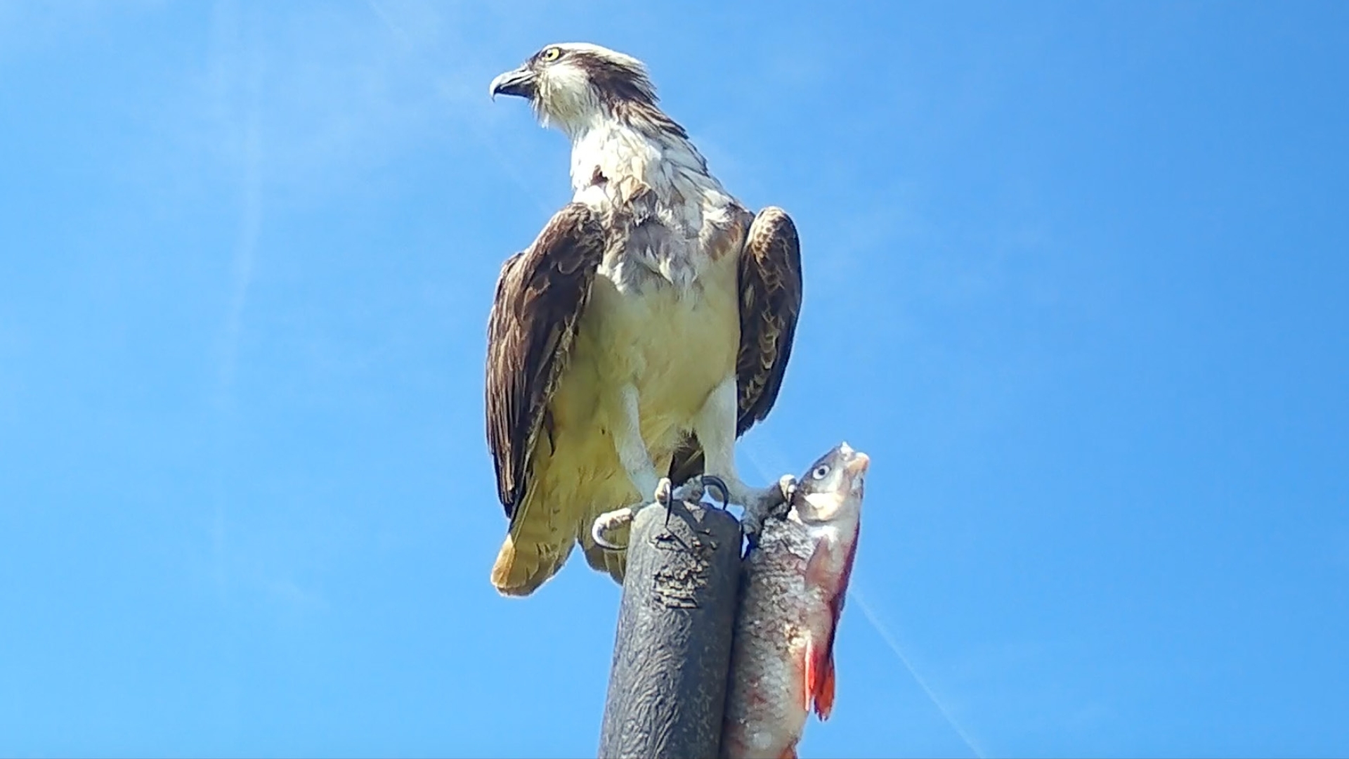 Visarend Met Prooi Zelf Geschoten Vroege Vogels Bnnvara