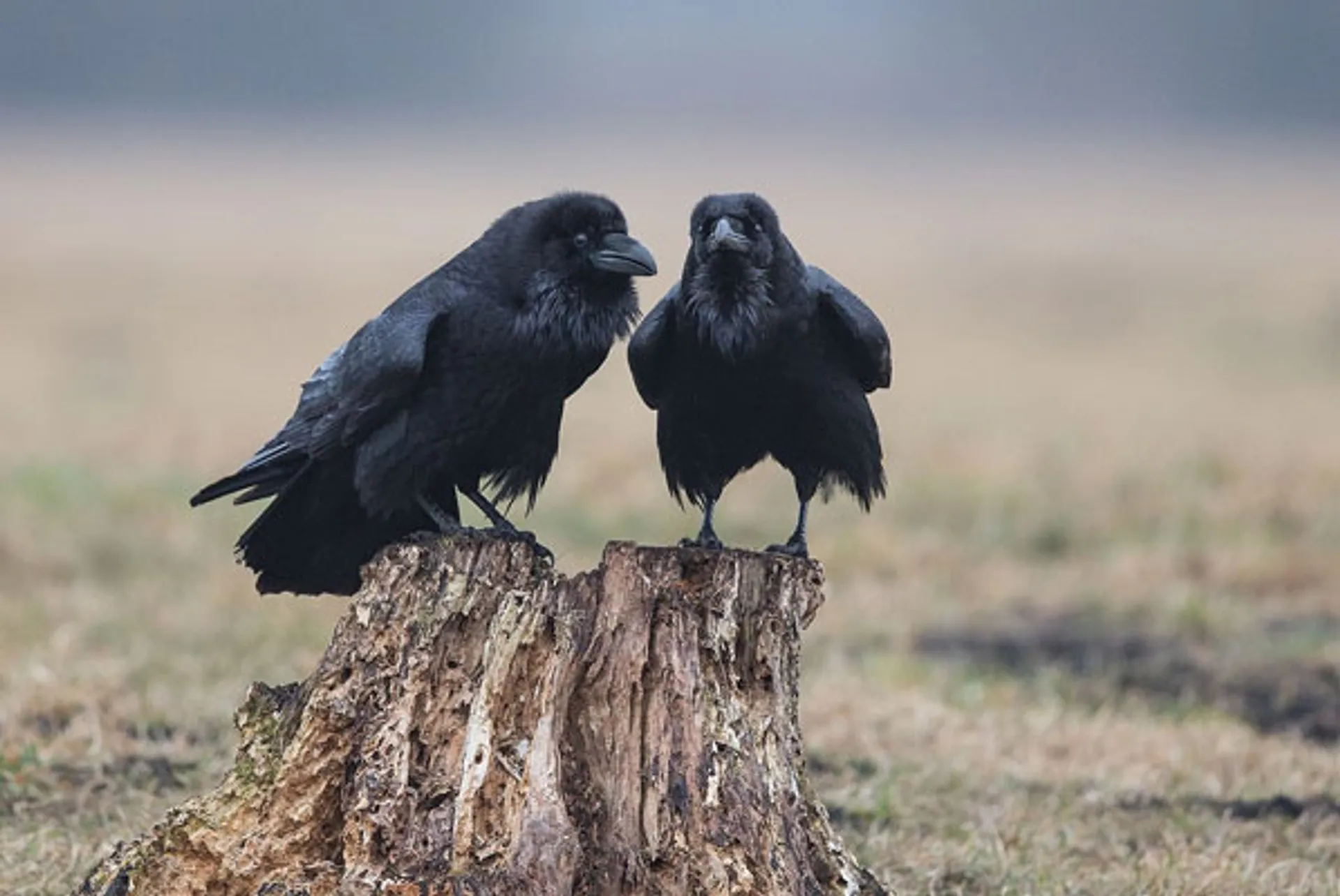 raven_gerkevisser
