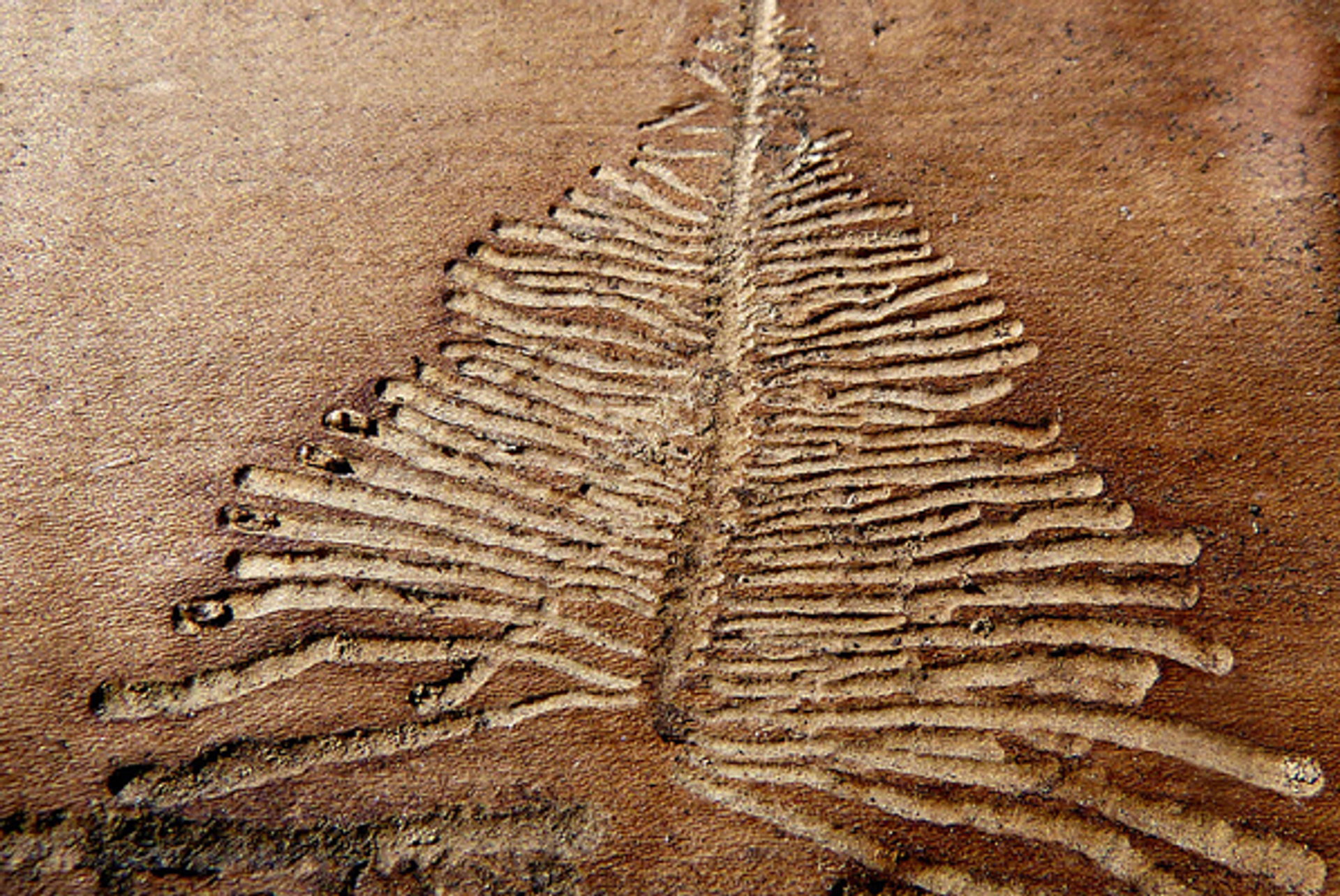 vraatsporen_tniyvmeer