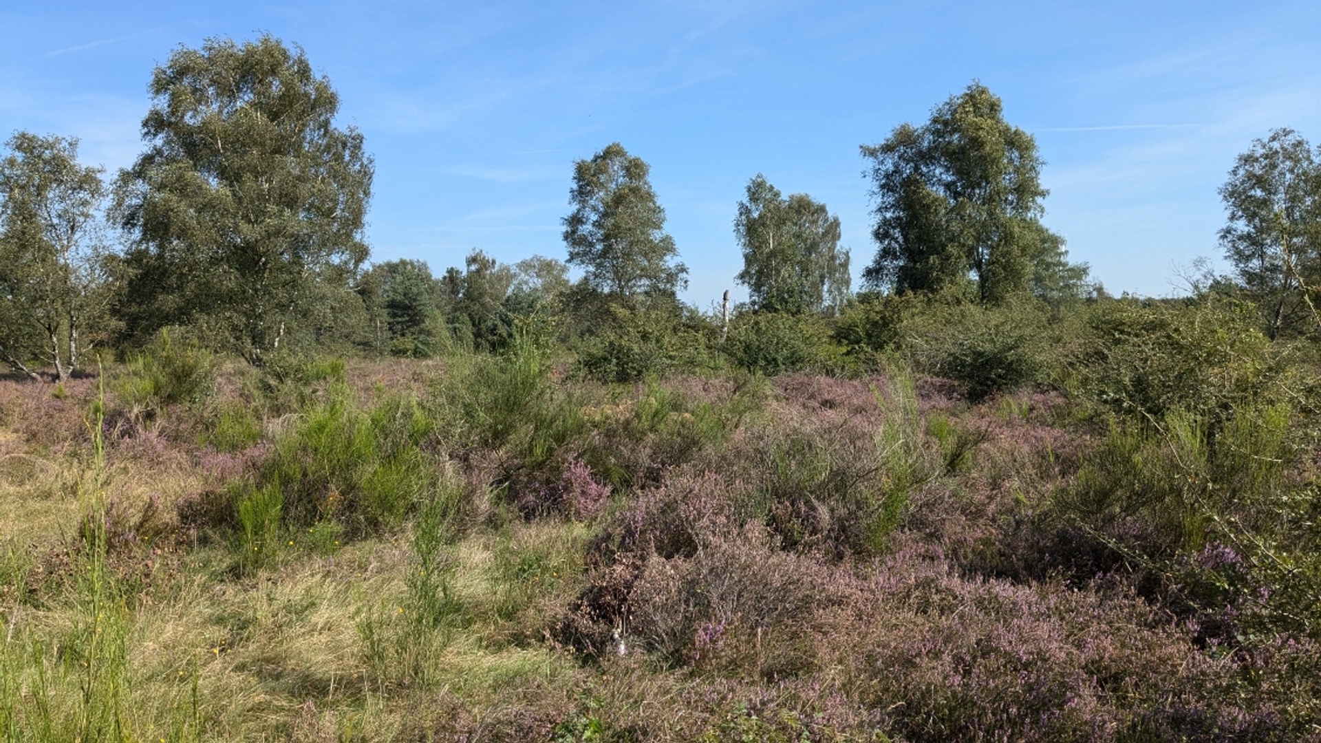 groote heide