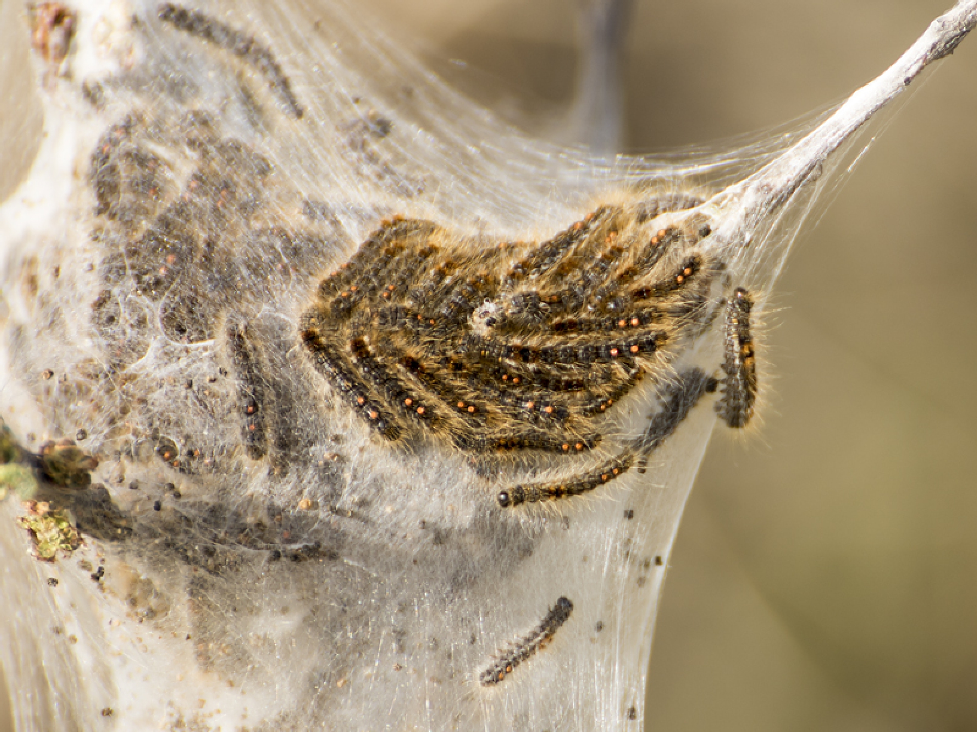 bastaardsatijnrups_58efb6c503ce6_large