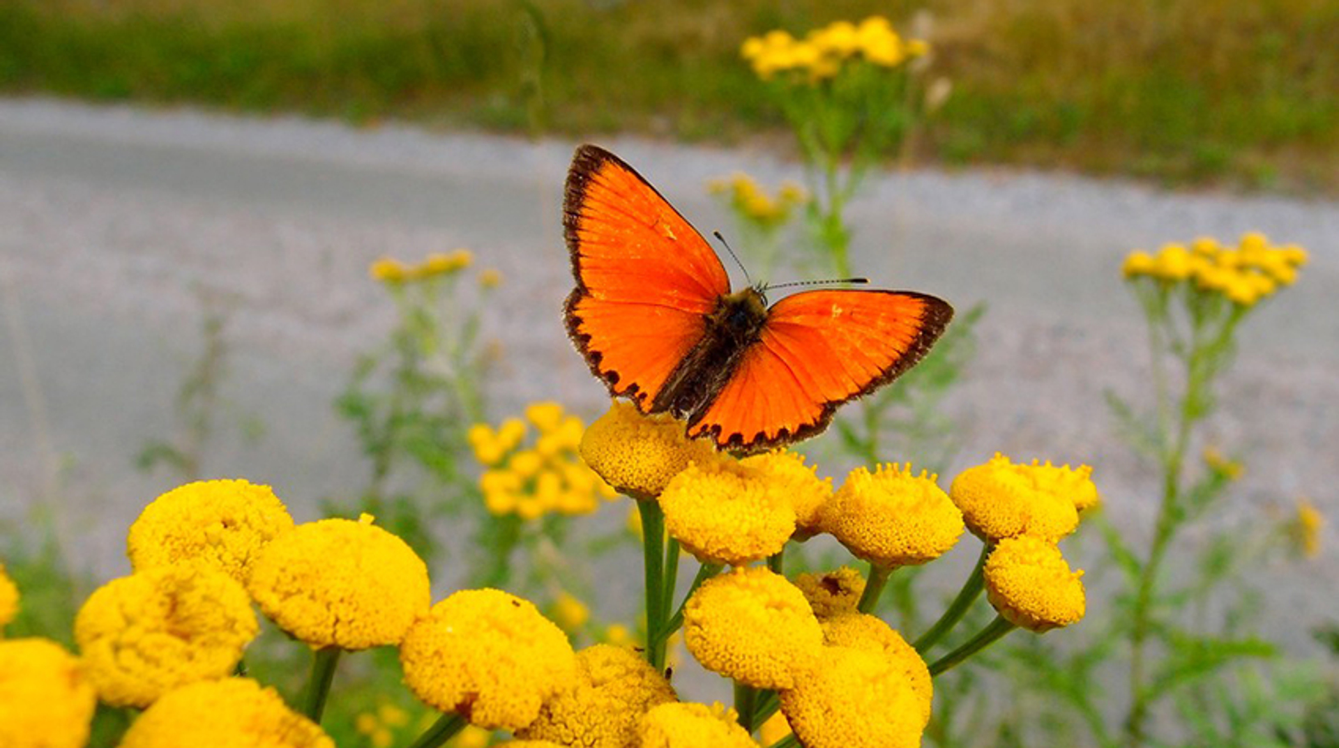morgenrood_boerenwormkruid_berm_will