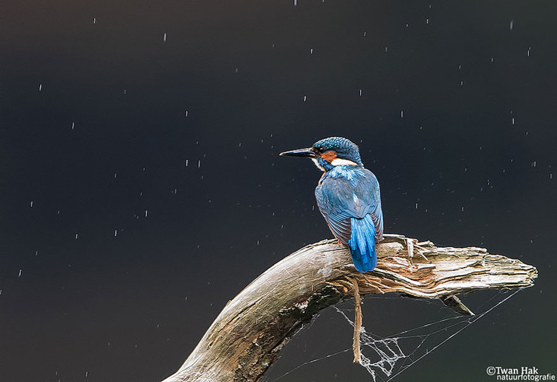 regen-ijsvogel---Twan-Hak