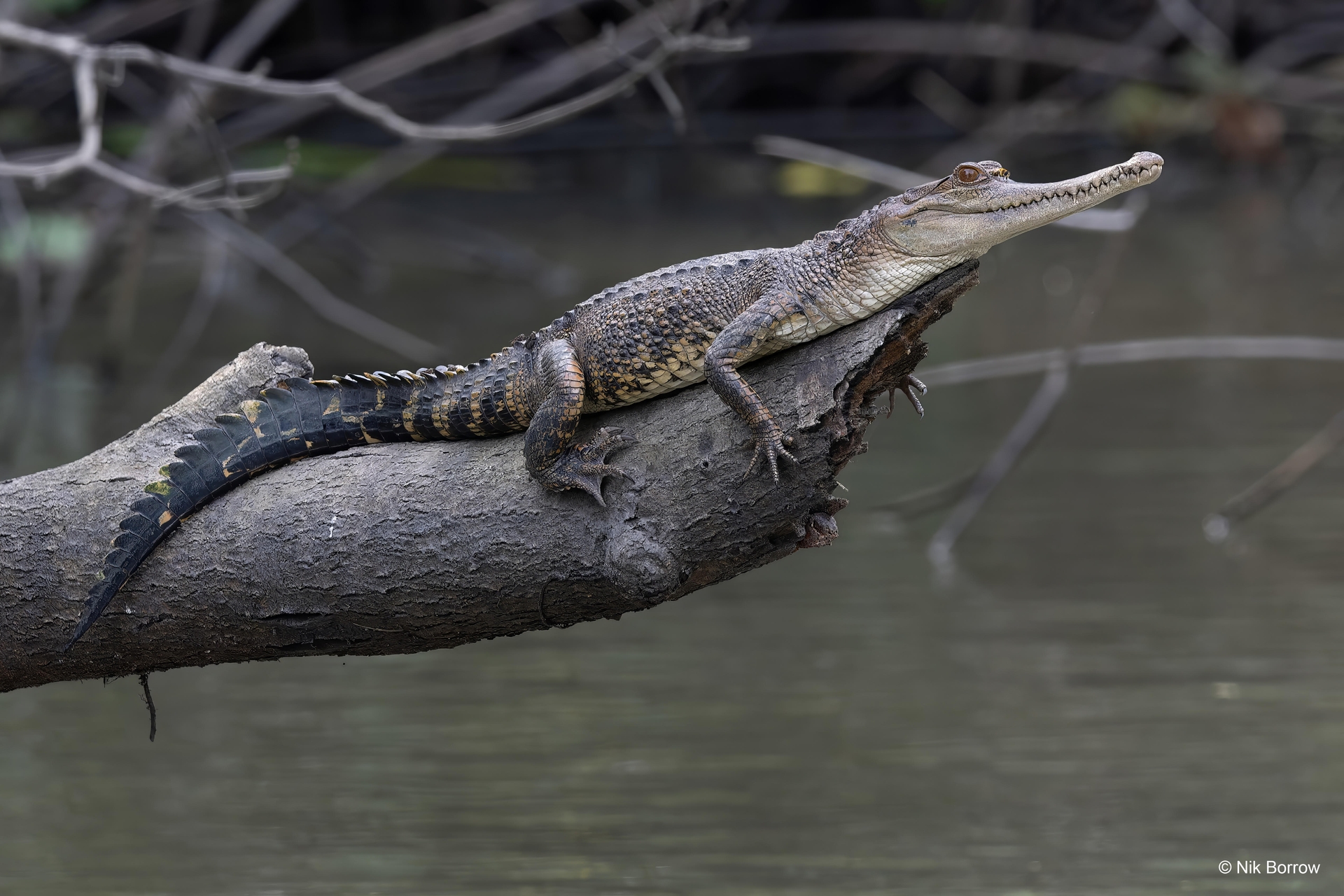 Mecistops_leptorhynchus_Central Africa (c) Nik Borrow