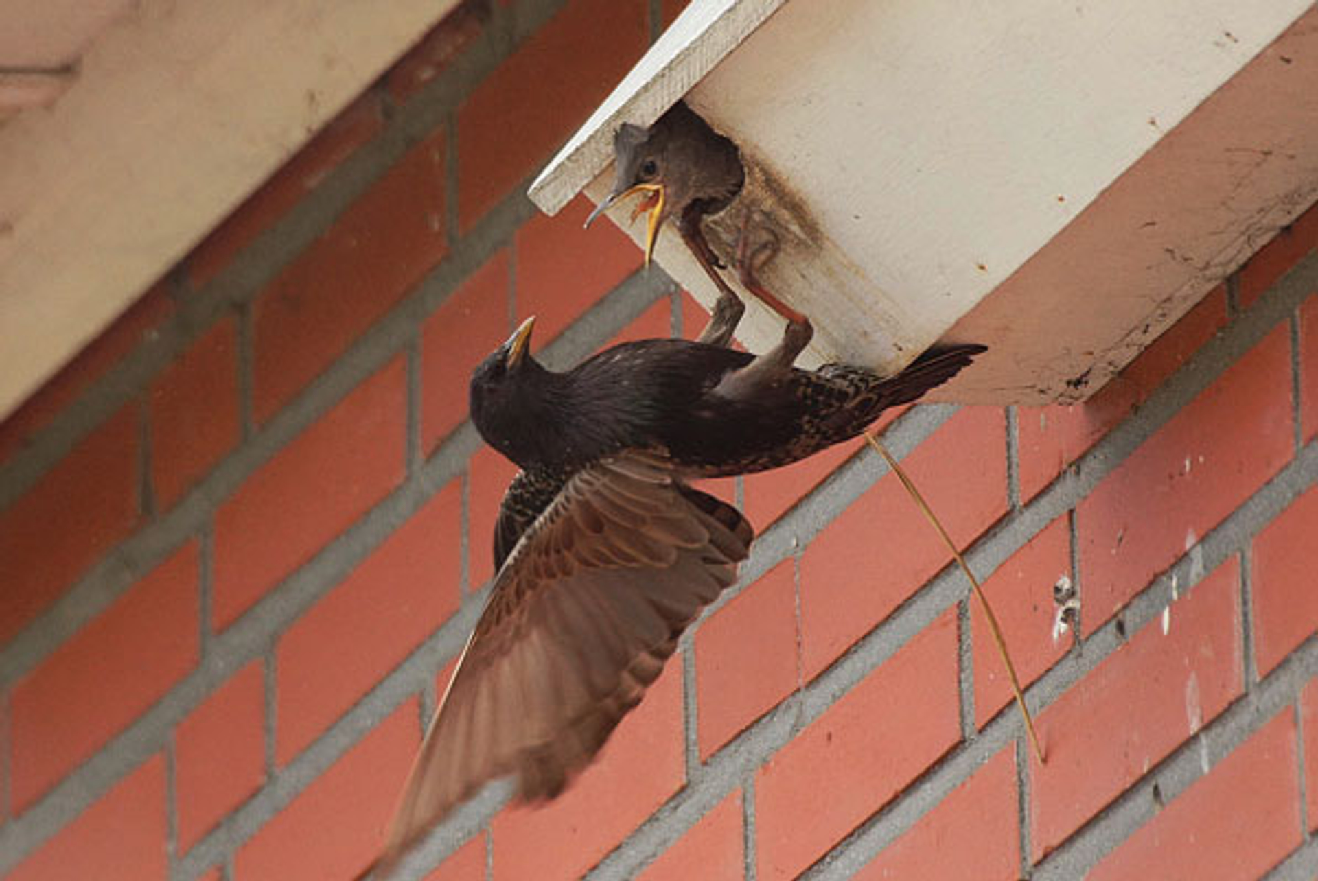 spreeuwkast_greetje-sibon