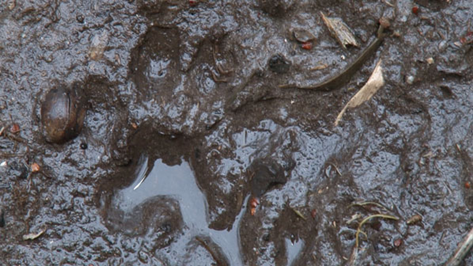 otterprent