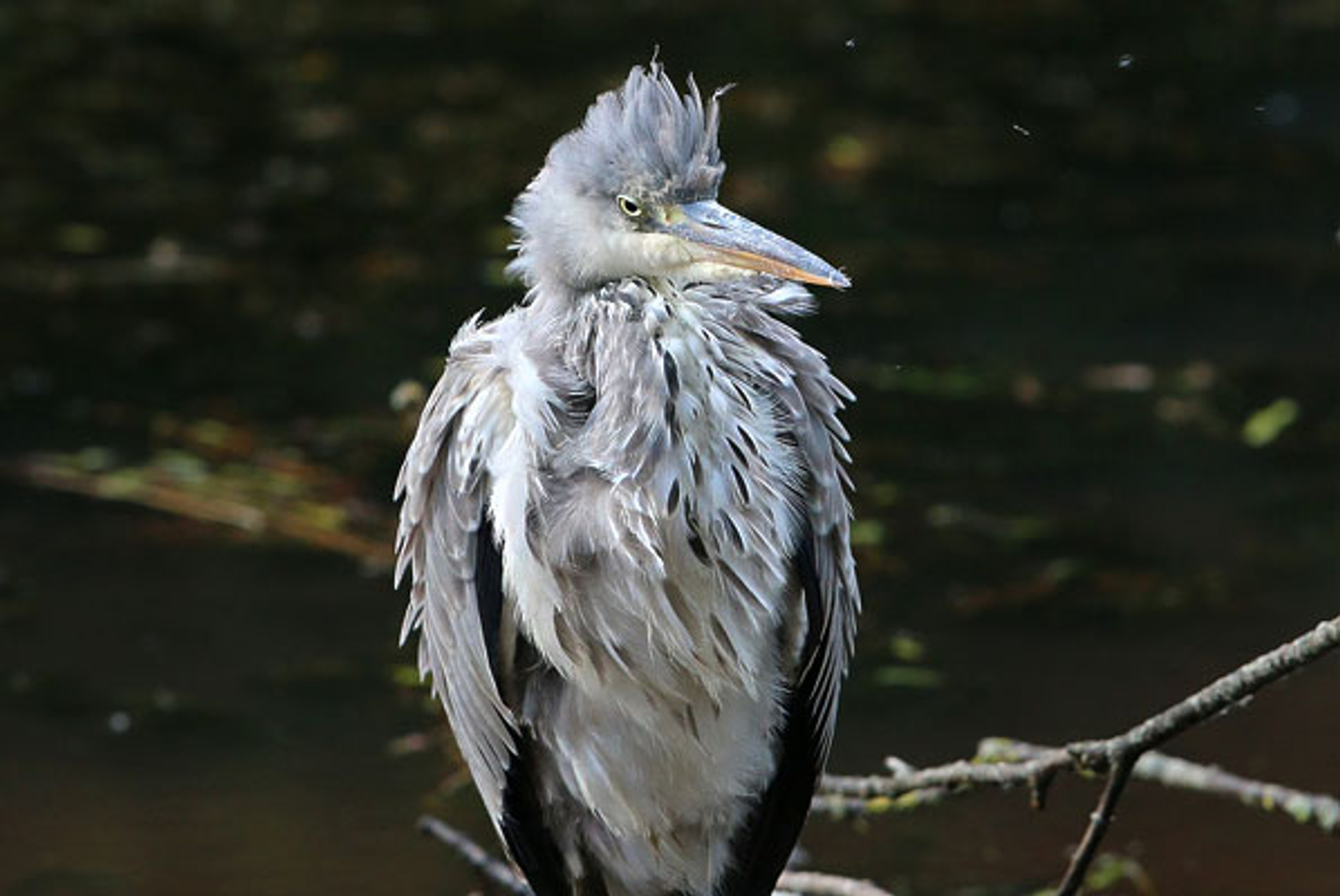 klimaat2-reiger