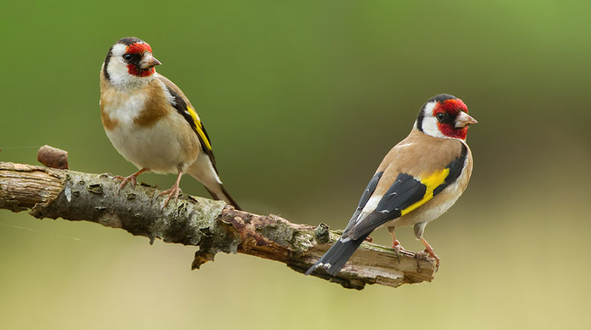 Een paartje putters met links het vrouwte en rechts het mannetje. Fotograaf: AldertV