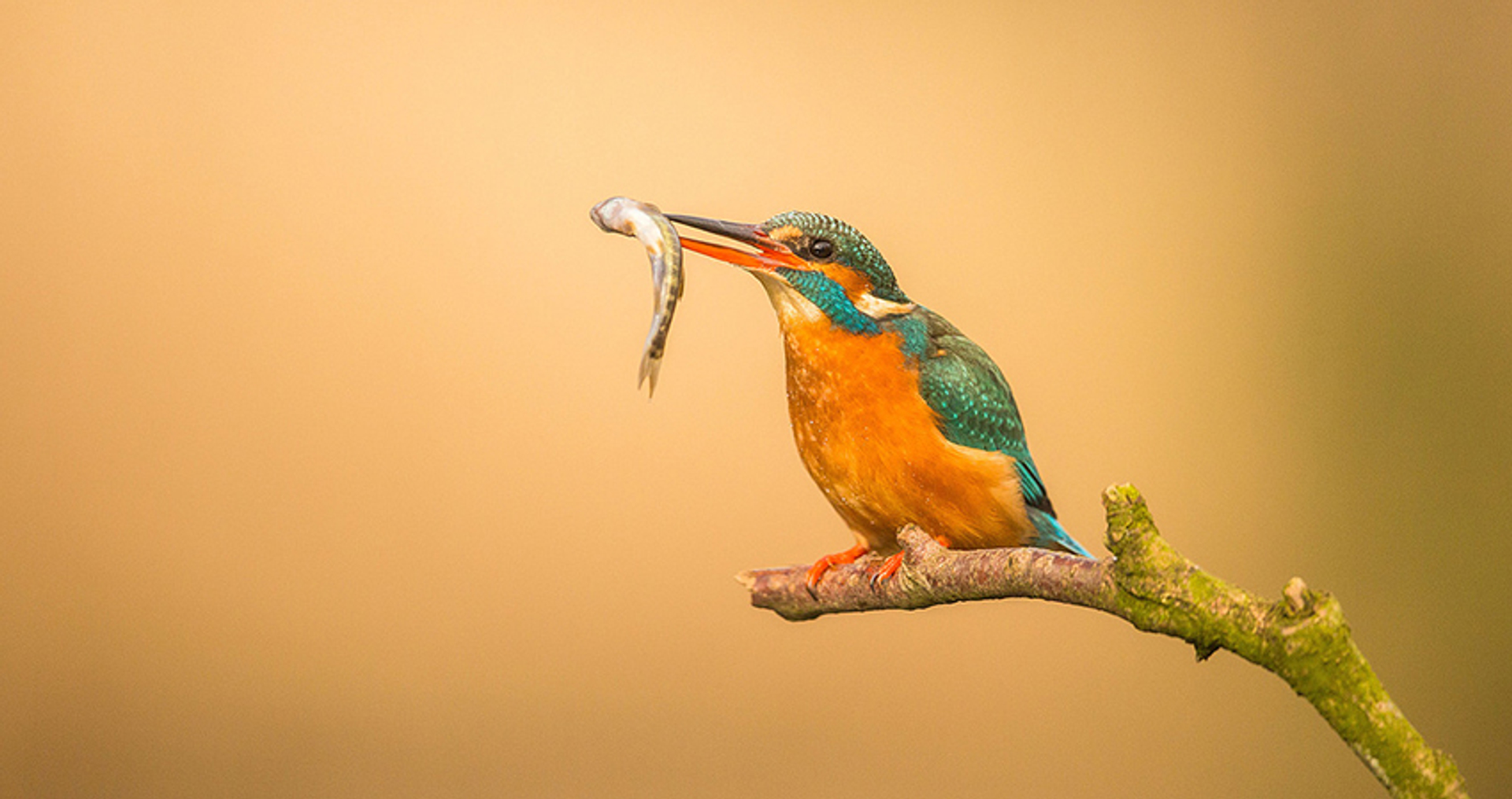 Fotoserie_Ijsvogel_Erik1966_gesneden
