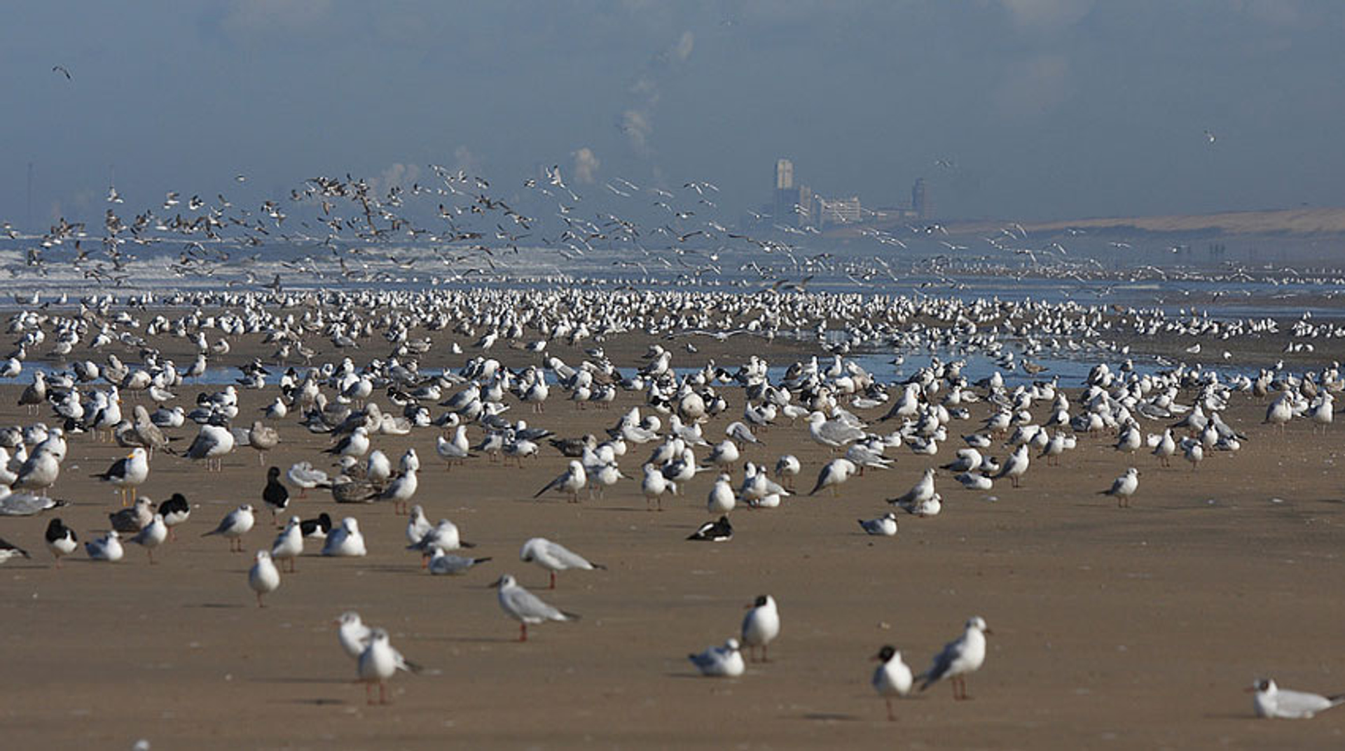 Meeuwen op het strand