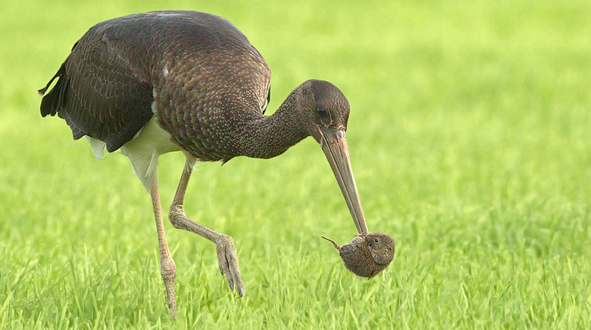 zwarte ooievaar juveniel boshuis