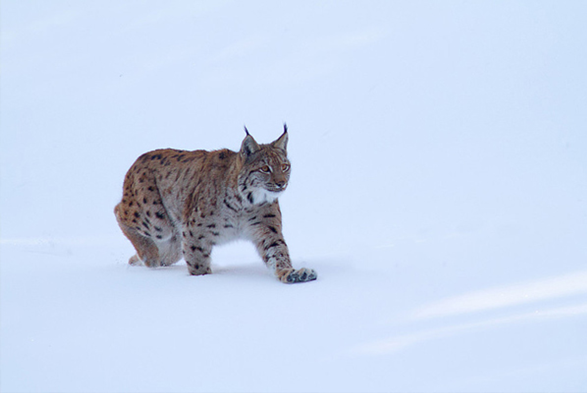 lynx-2