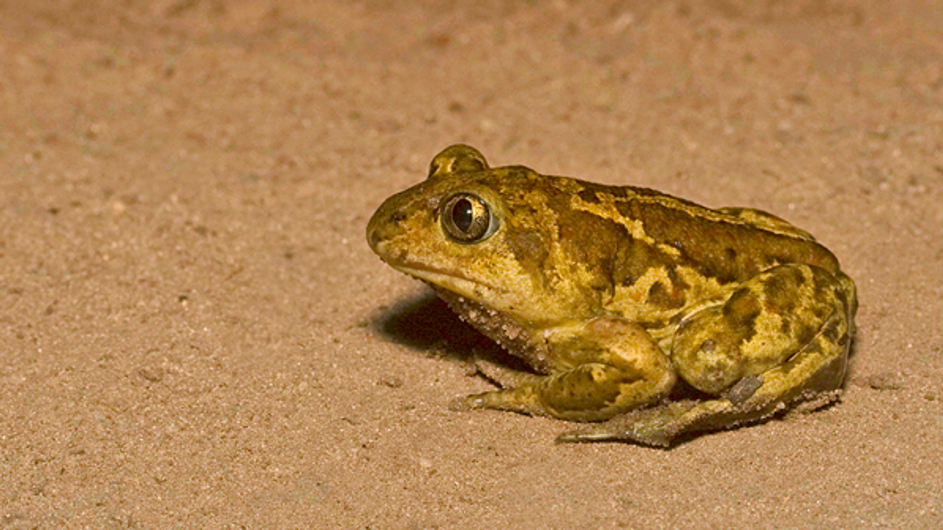 knoflookpad_paulcools