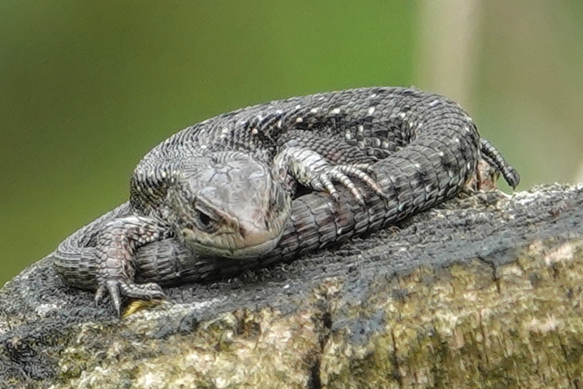 Levendbarende hagedis (Zootica vivipara; synoniem Lacerta vivipara)