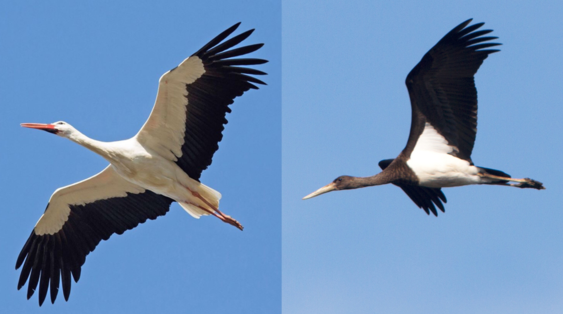 zwarte en gewone ooievaars
