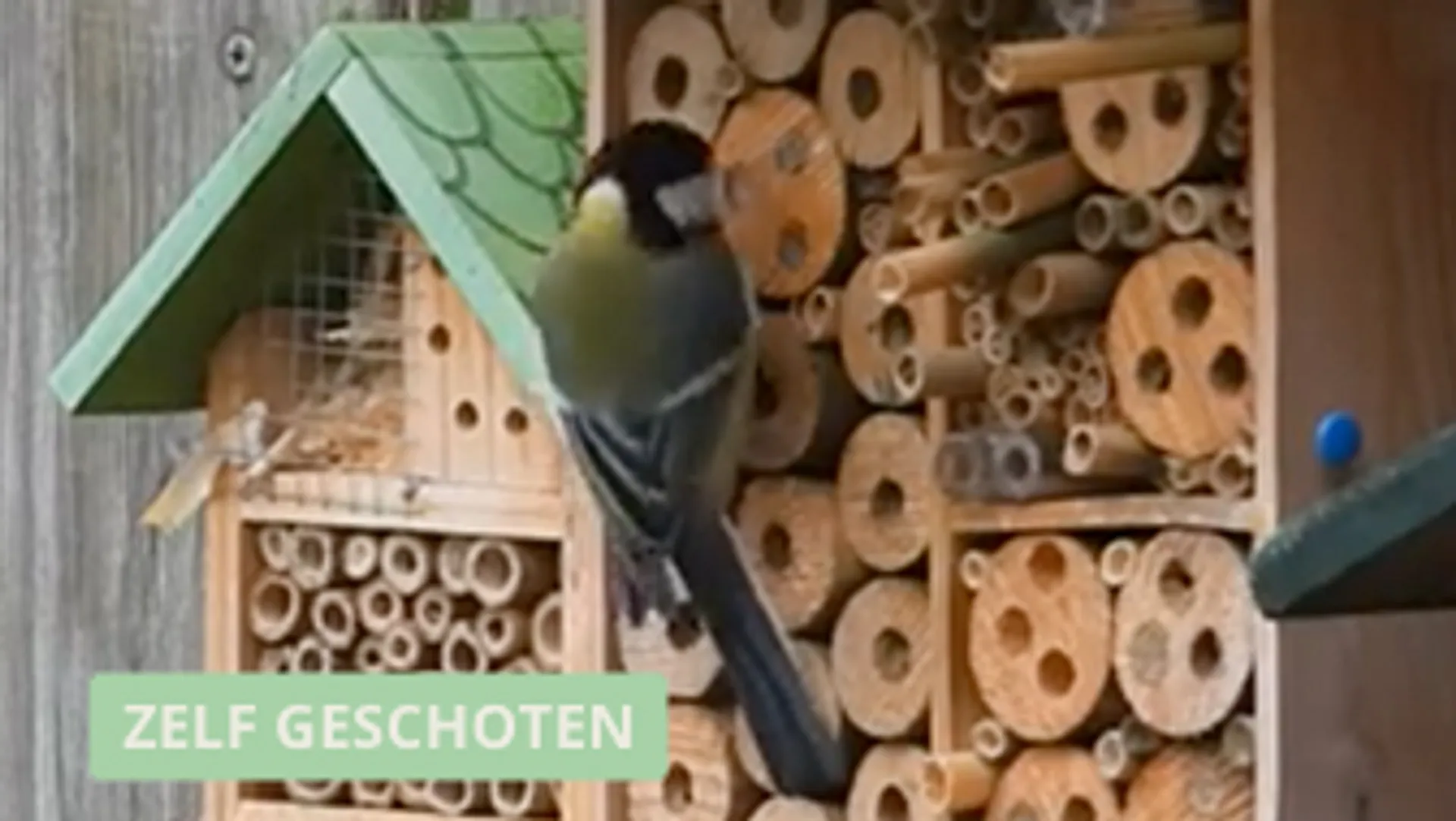Afbeelding van Koolmees sloopt insectenhotel