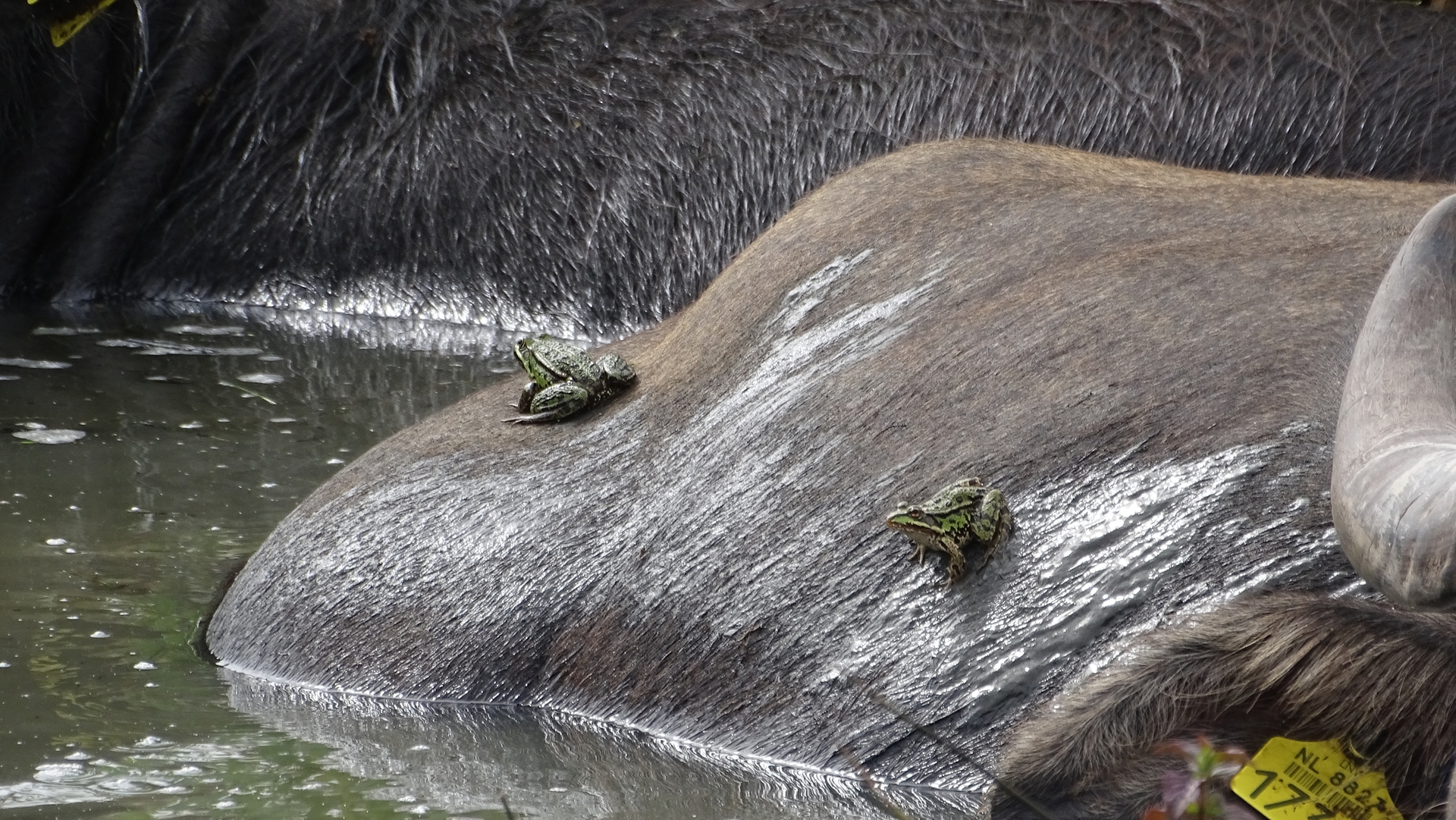 Kikkers op waterbuffels