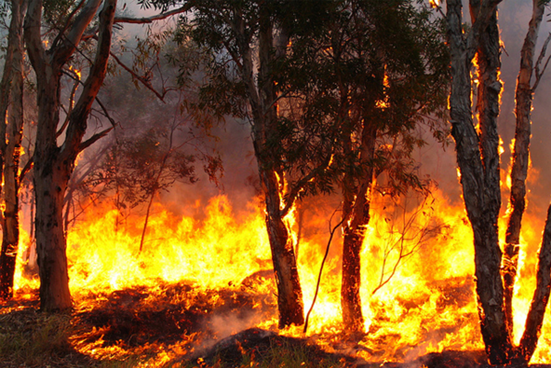 Grote natuurbrand in Brabantse Budel-Dorplein, mogelijk aangestoken