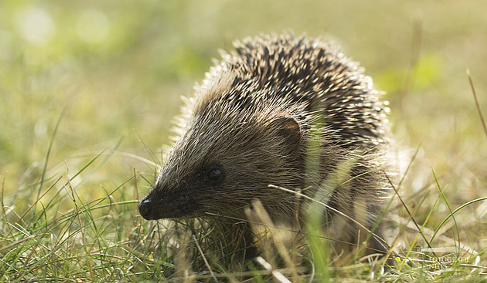 20140920_Egel_FotografieNiel.JPG