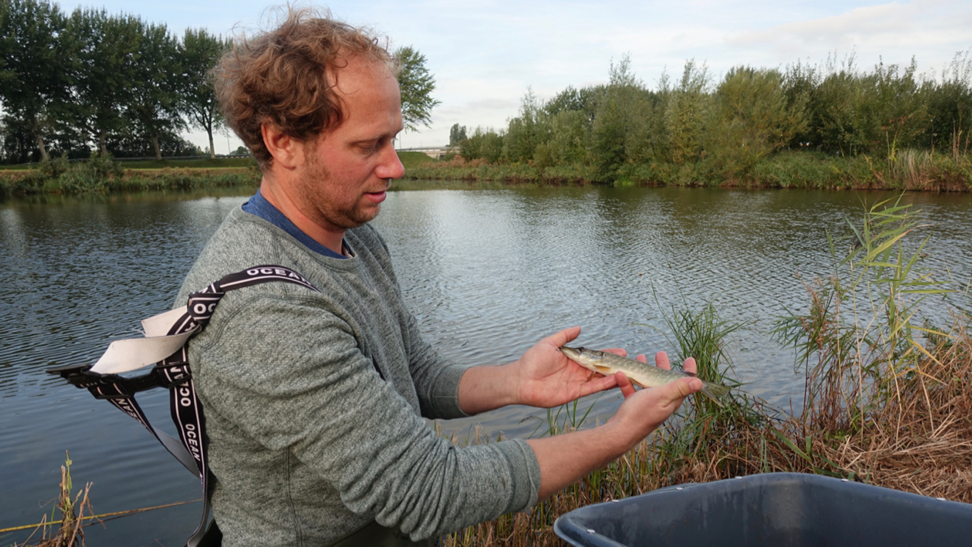 jonge snoek RAVON