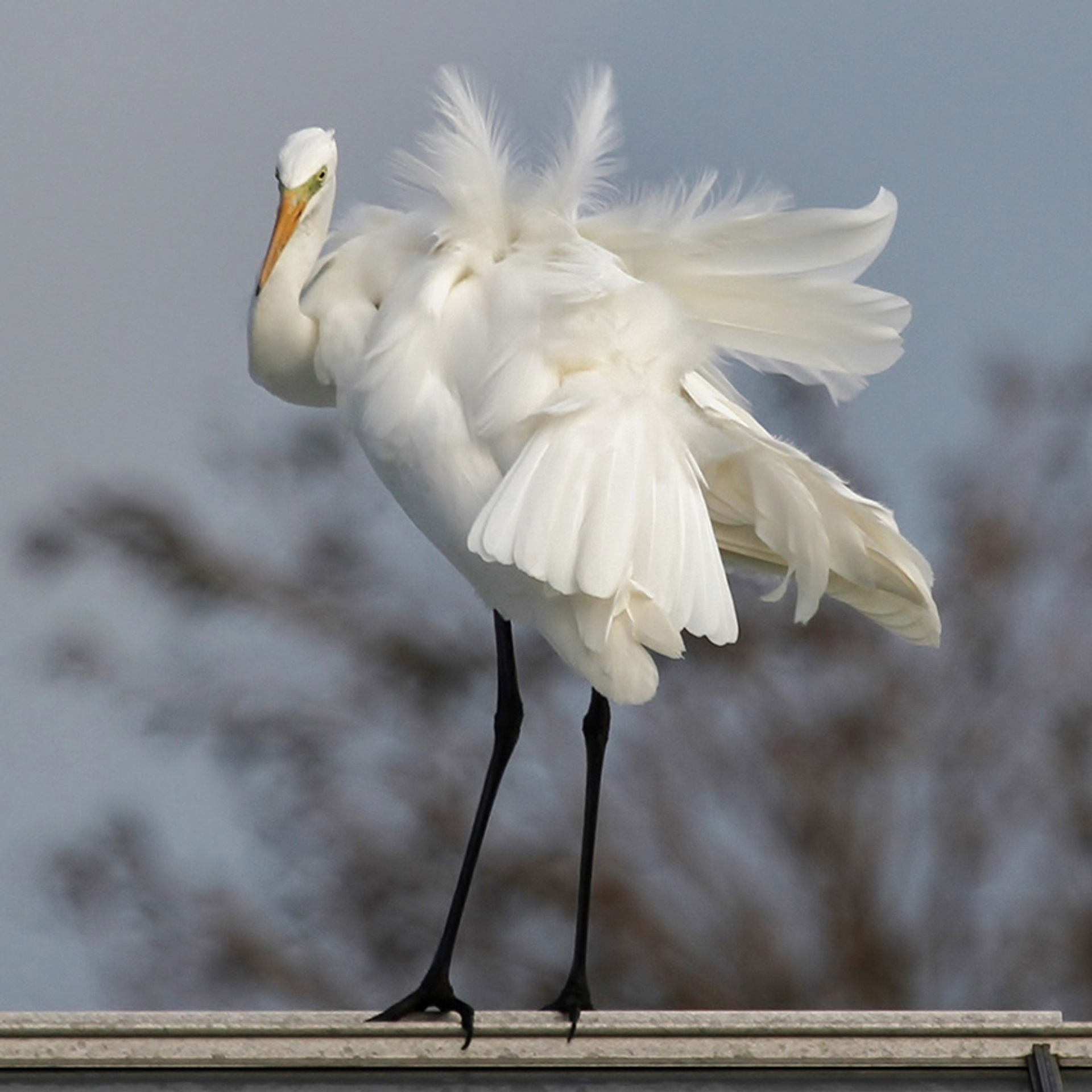 Grote zilverreiger - gek formaat