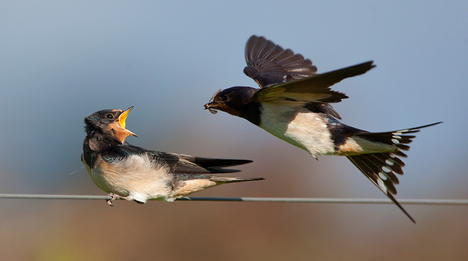 Fotoserie_zwaluwen_willemdewolf_gesneden