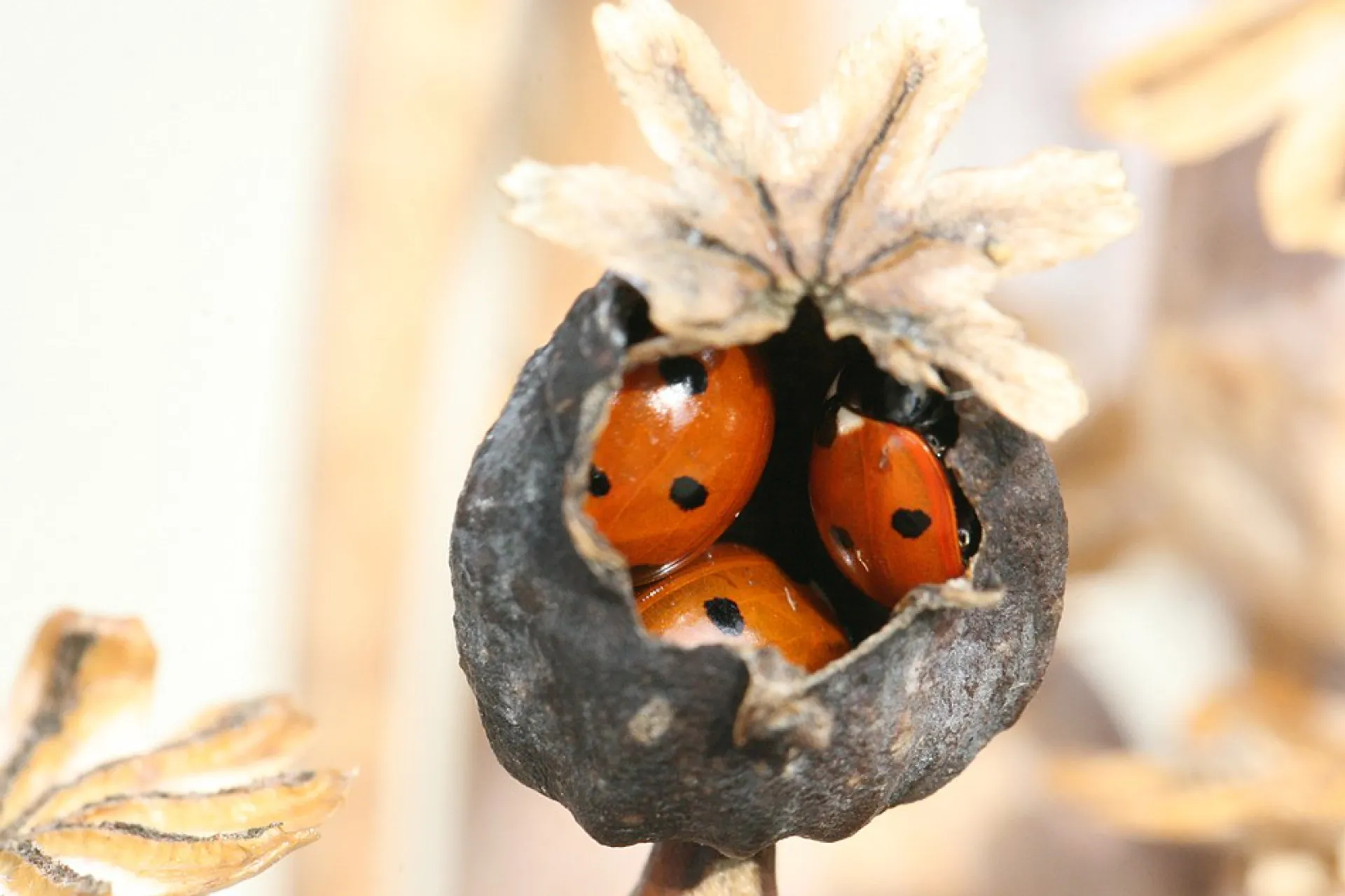 Afbeelding van Hoe overleven insecten de winter?