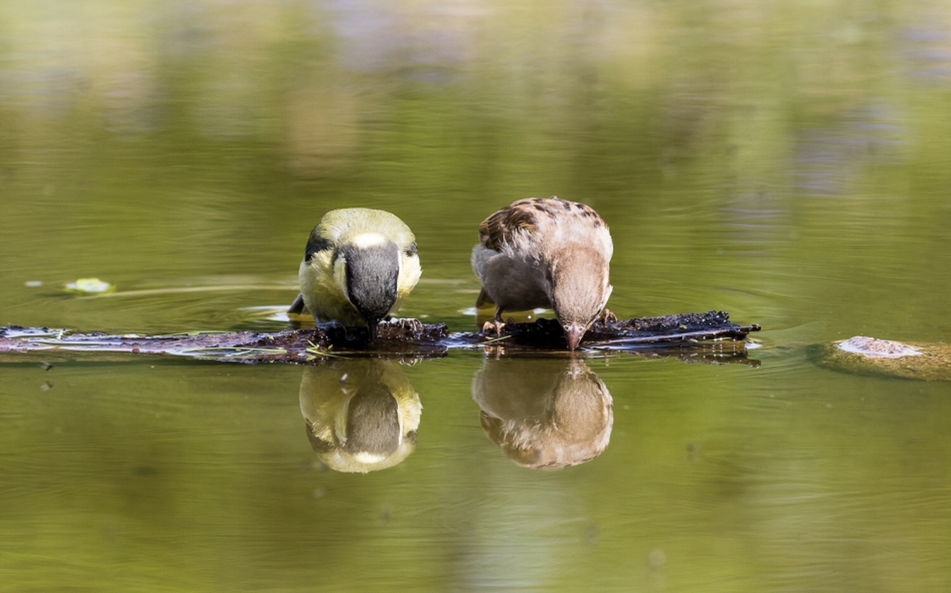 Koolmees en mus drinken samen