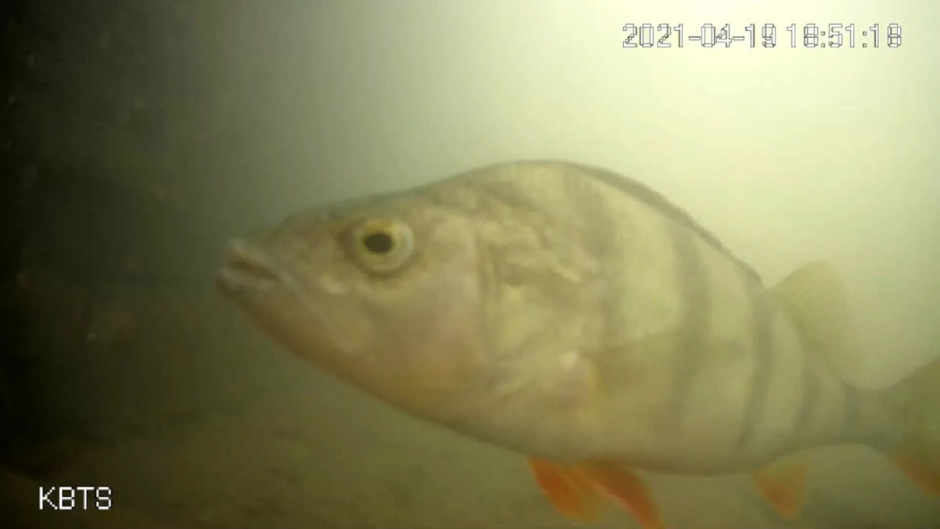 Ding dong! Druk op de Visdeurbel (+ filmpje) - Vroege Vogels