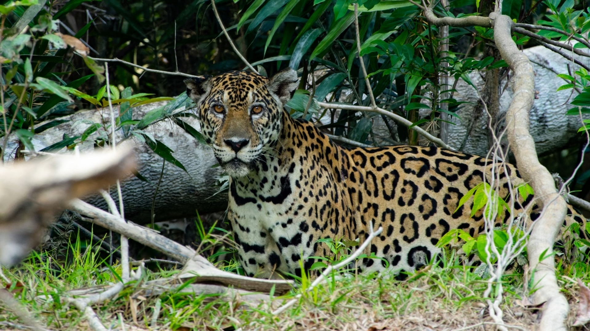 jaguar-crop