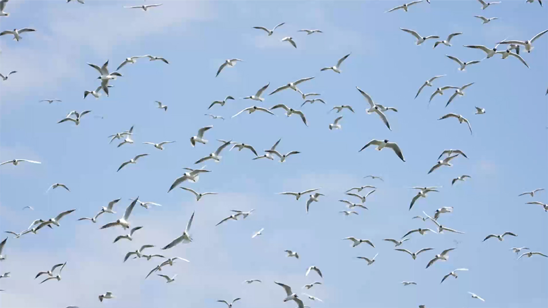 Afbeelding van Kokmeeuwenpoep verrijkt de Marker Wadden