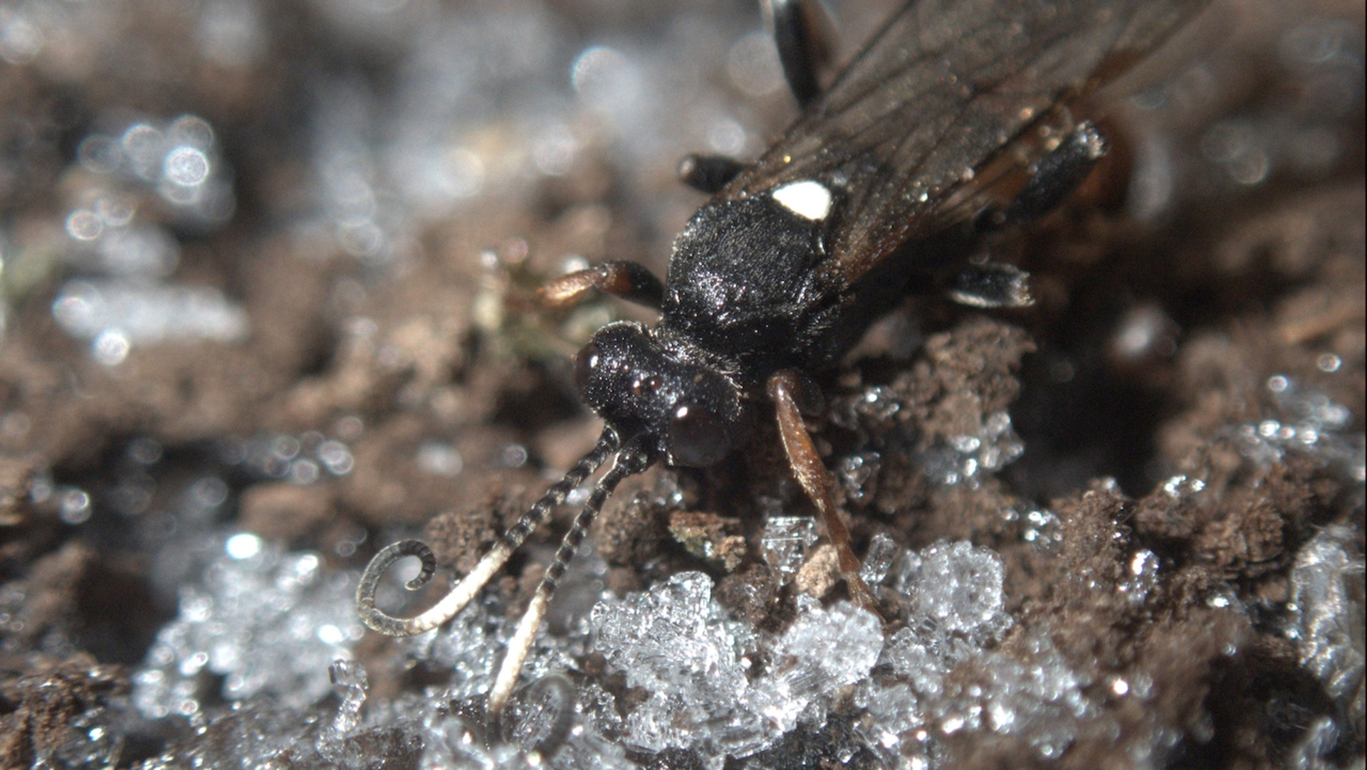 Afbeelding van Antivries helpt insecten de winter door