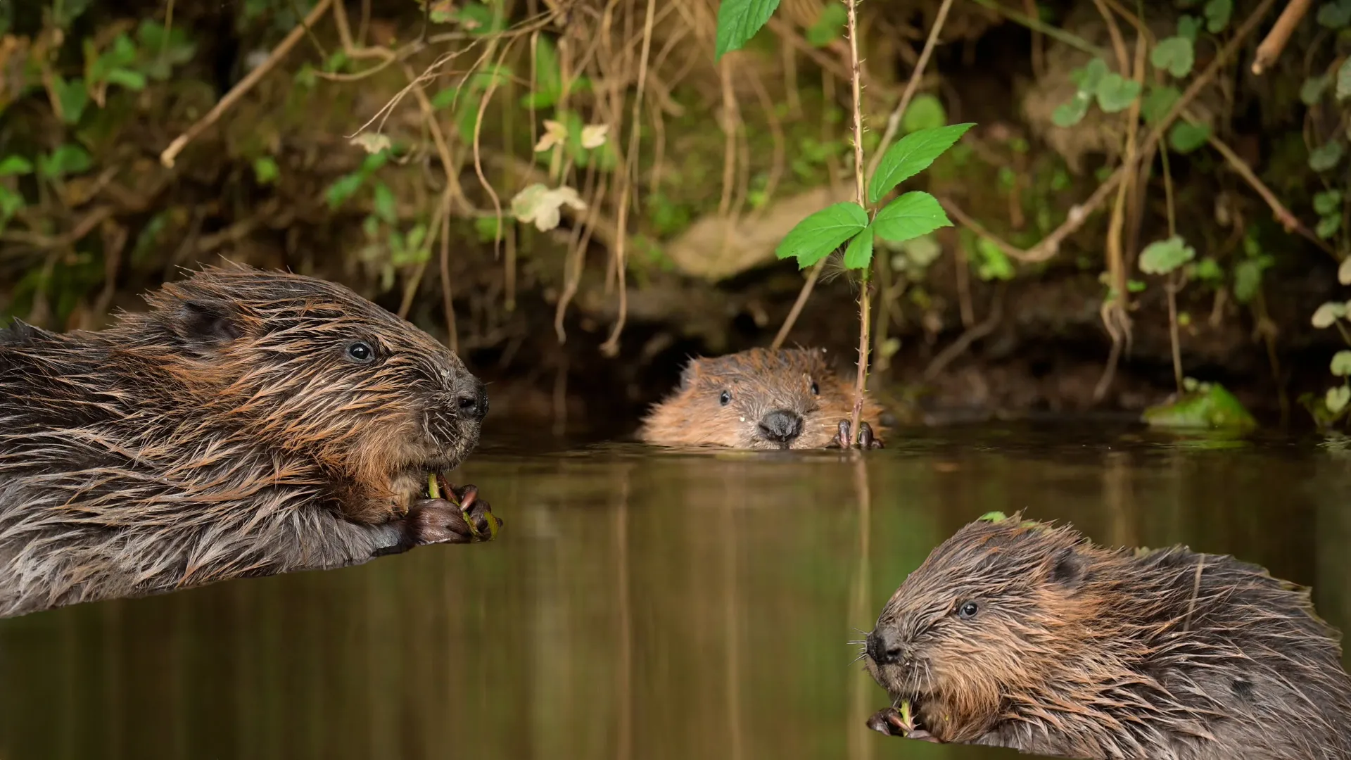 Bevers dineren uitgebreid aan de rivier - Vroege Vogels - BNNVARA